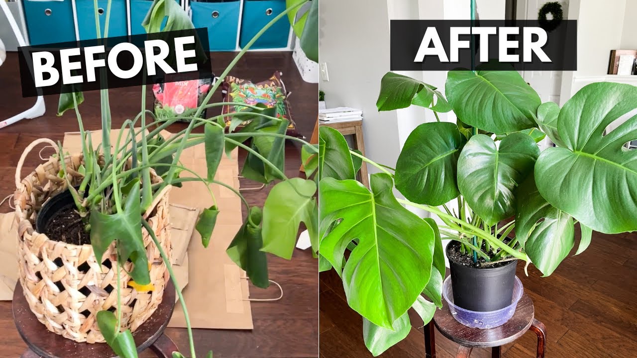 Repotting a cheese plant: when and how? Tips for keeping your Monstera Deliciosa healthy and happy!