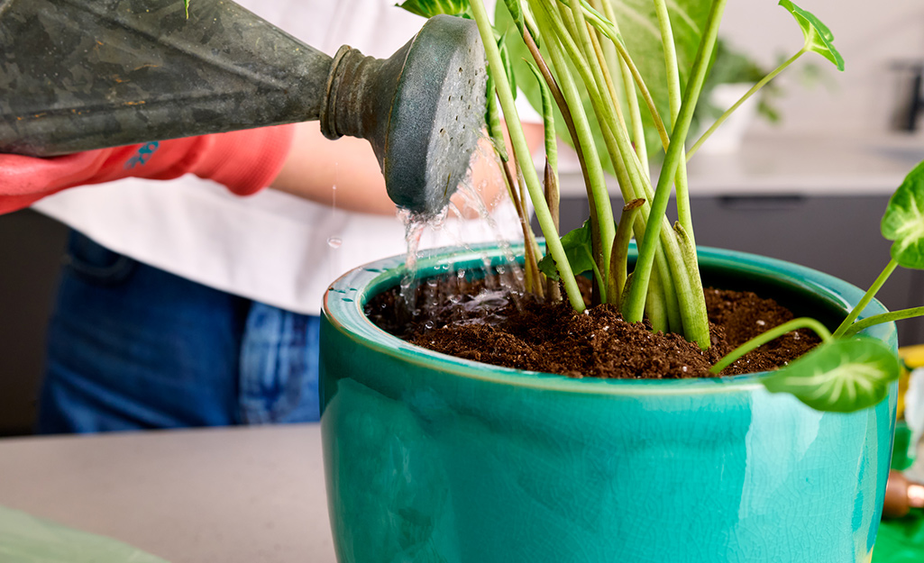 Easy plant repotting near me: Get your plants a fresh start.