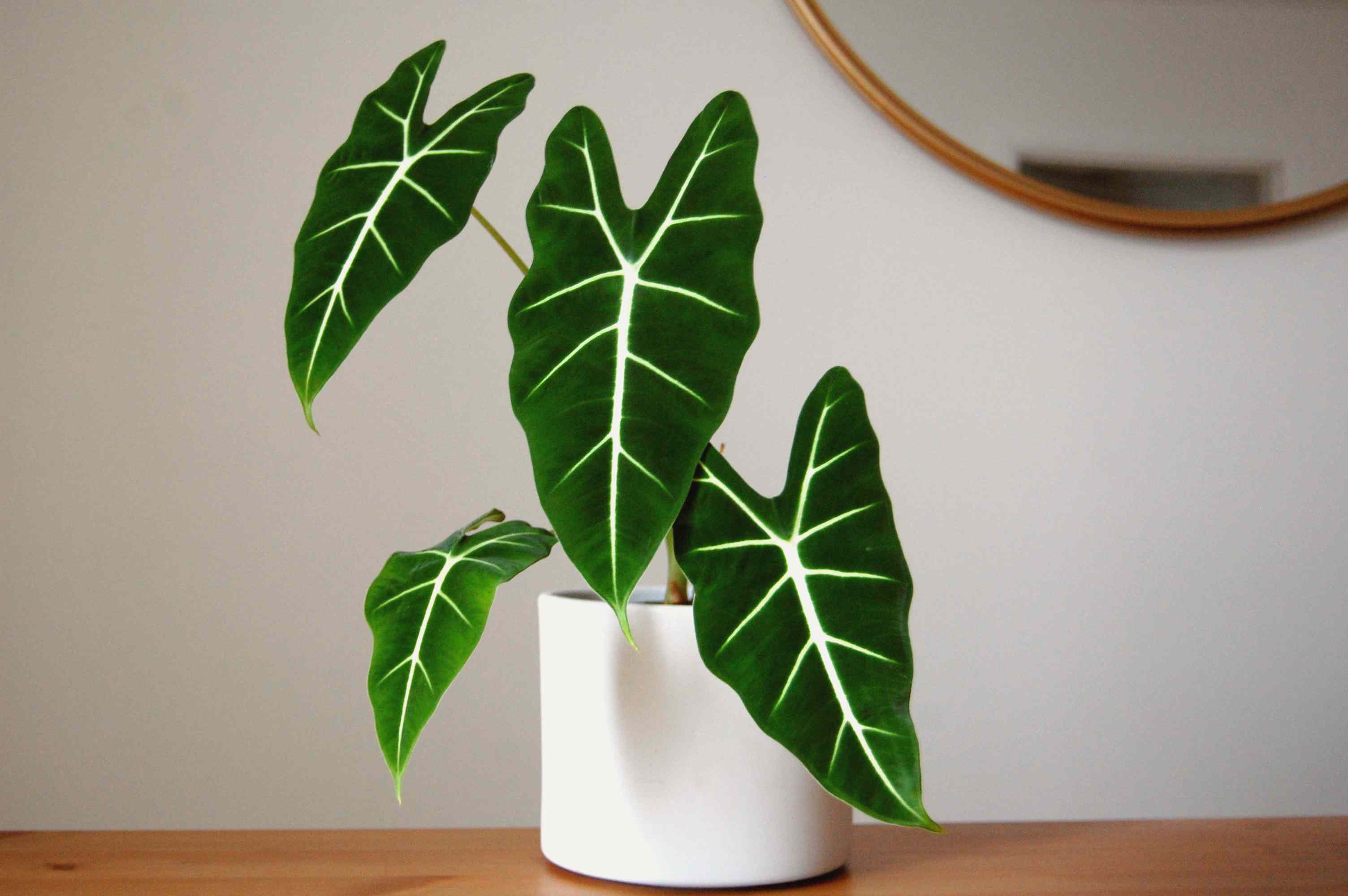 How to Care for Frydek Alocasia: A Quick and Easy Guide (Master Frydek Alocasia Care)