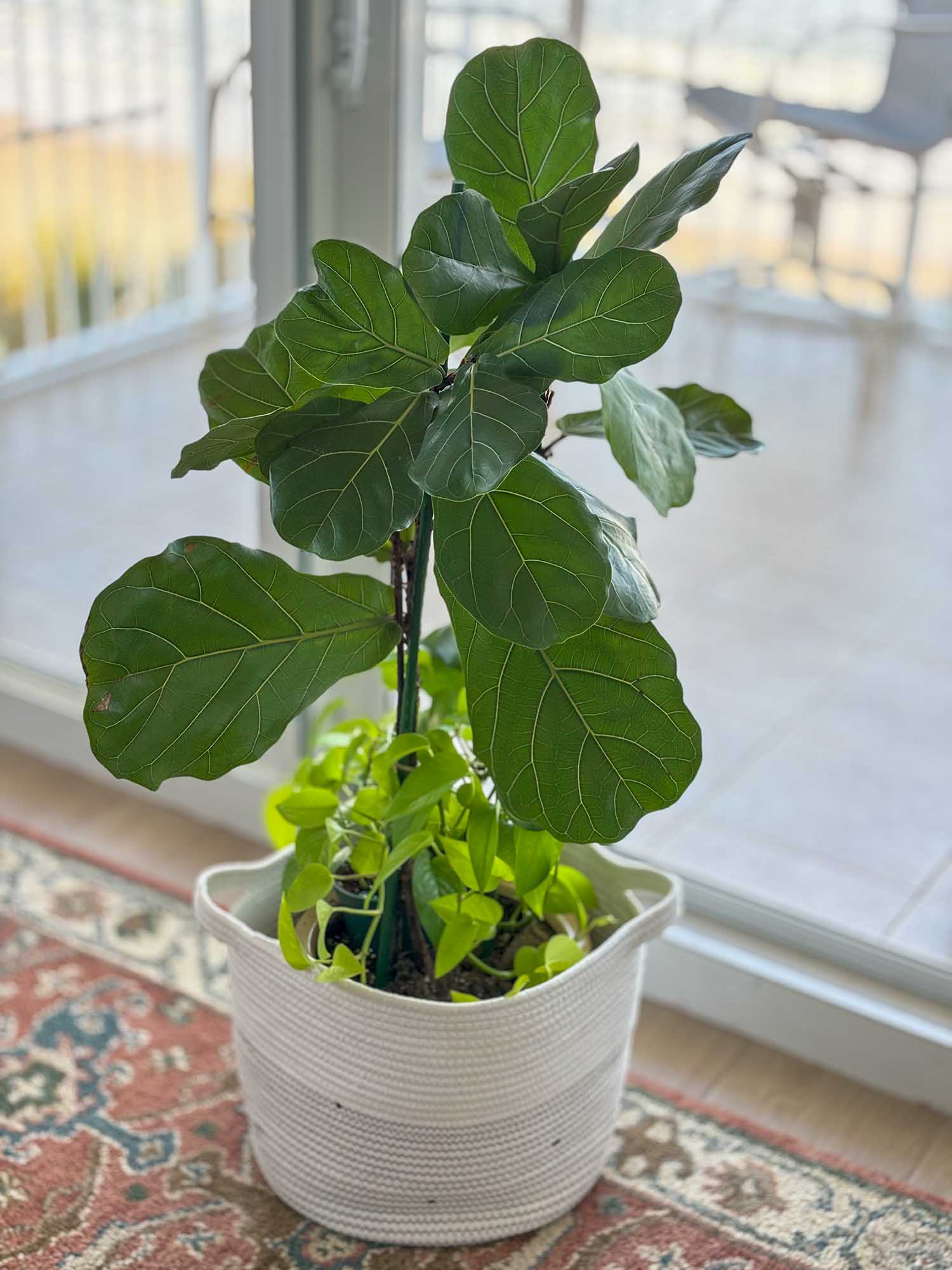 Growing a ficus lyrata standard: the ultimate guide to fiddle-leaf fig success (light, water, and soil needs revealed)