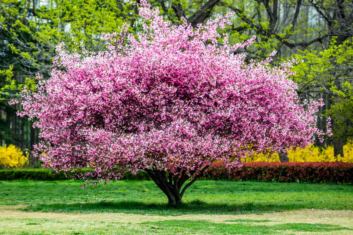 Which Flowers on a Tree Bloom in Spring? Find Out Which Varieties Add Color to Your Garden!