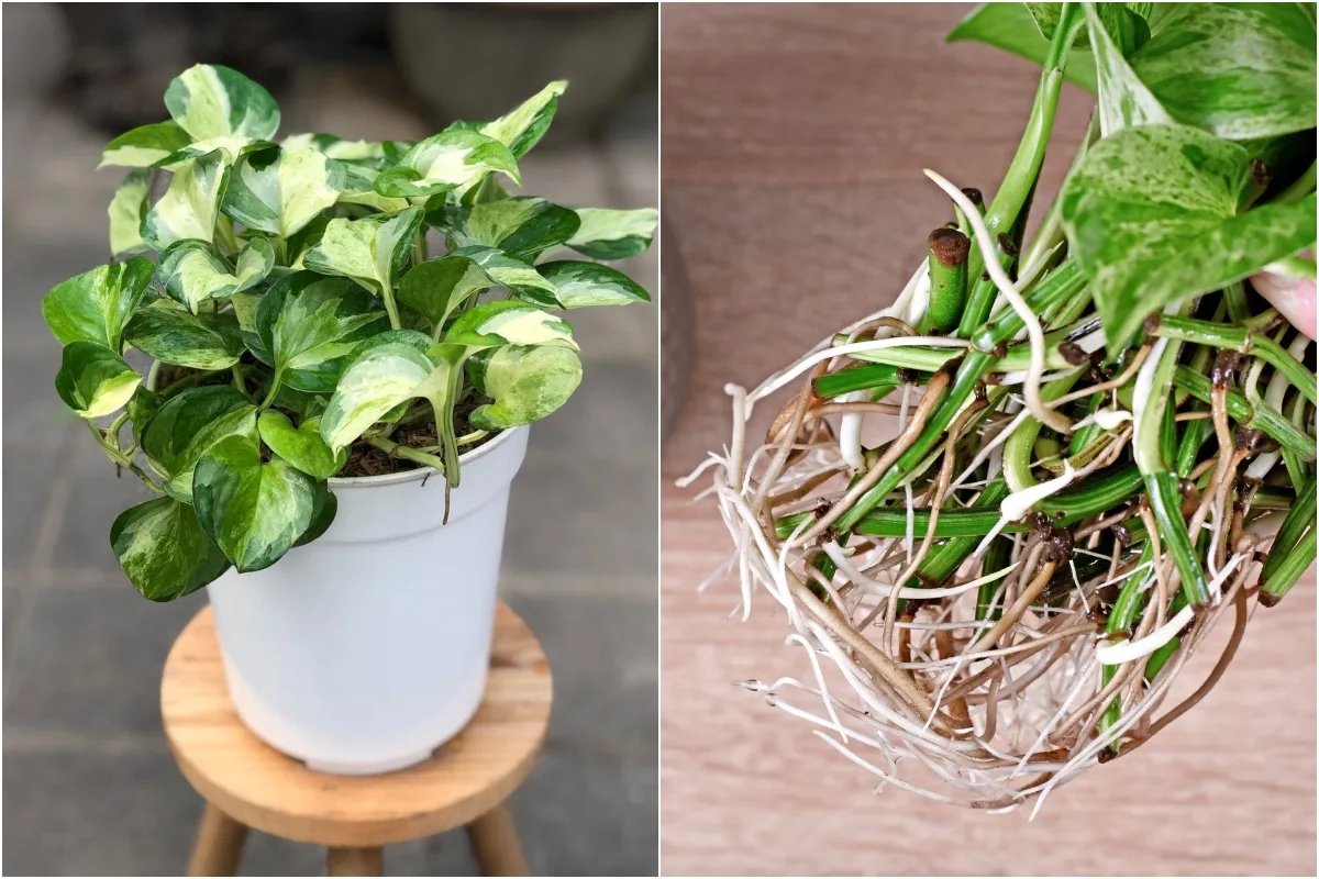How Much Sunlight Do Pothos Need Daily? The Secret to Lush Growth!