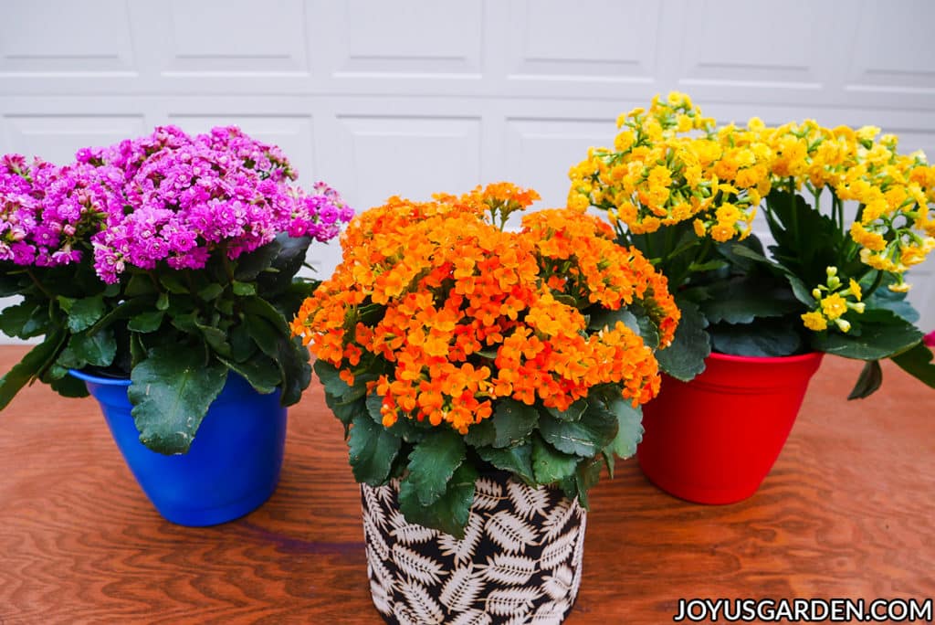How to take care of a calandiva plant indoor? Keep your calandiva blooming all year!