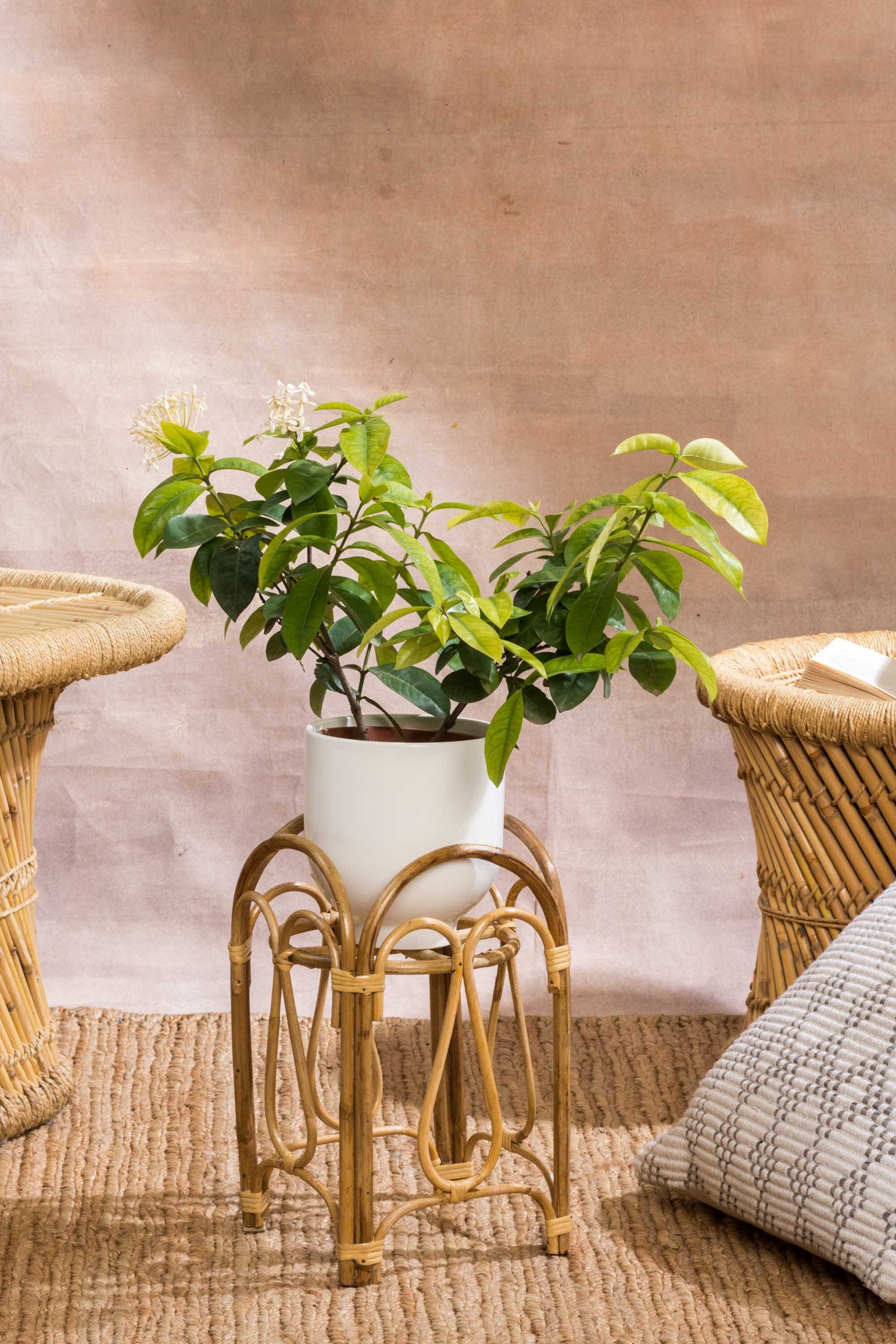 Designer Plant Stands: Which Style is Right for You? From Modern to Boho, We Got It!