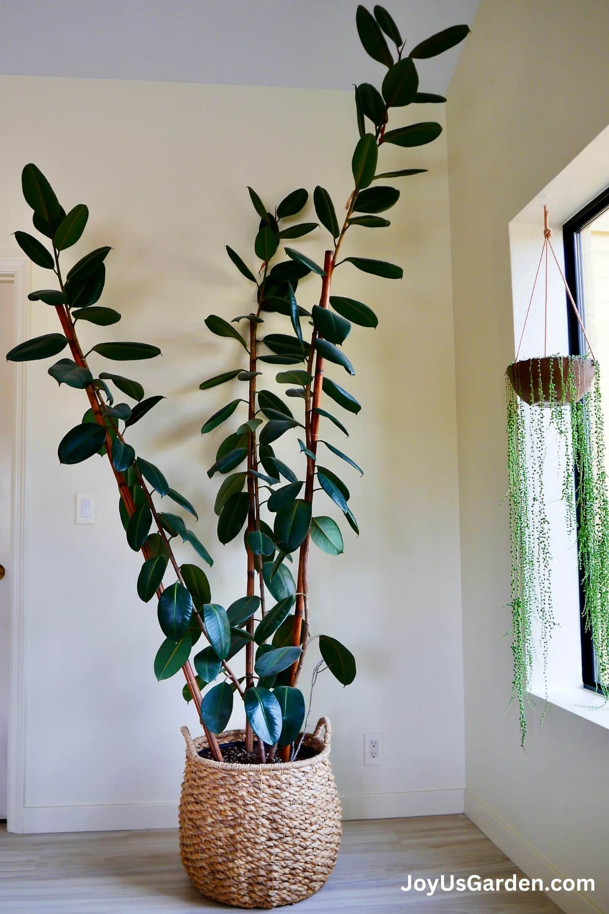 Rubber Tree Temperature Tolerance: How to Keep Your Trees Alive and Well!