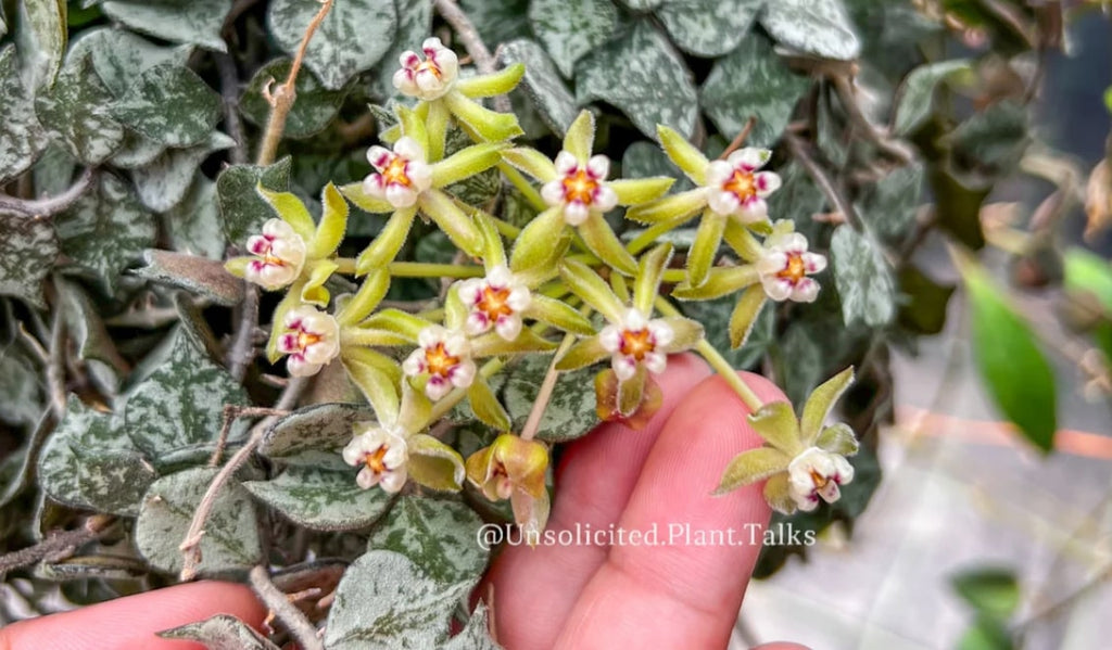 Hoya Curtisii Flowers: Where to Buy and How to Care! Easy Guide Here.