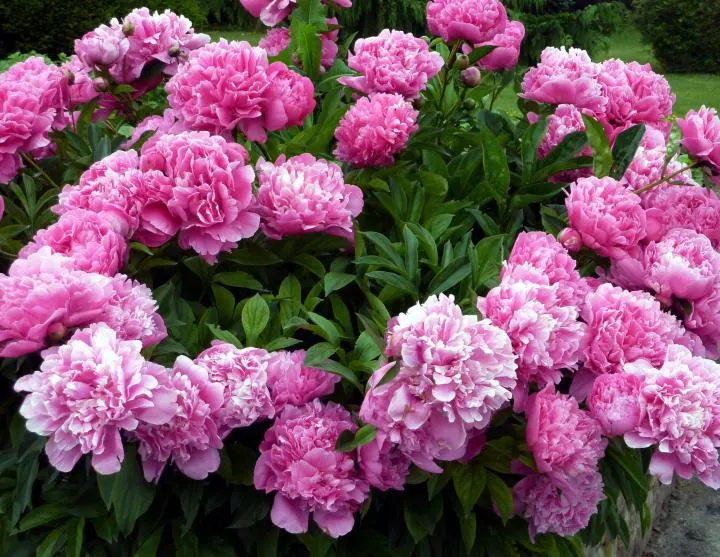 Care of Peonies in the Fall: A Quick Guide (Fall Peony Care for Beginners)