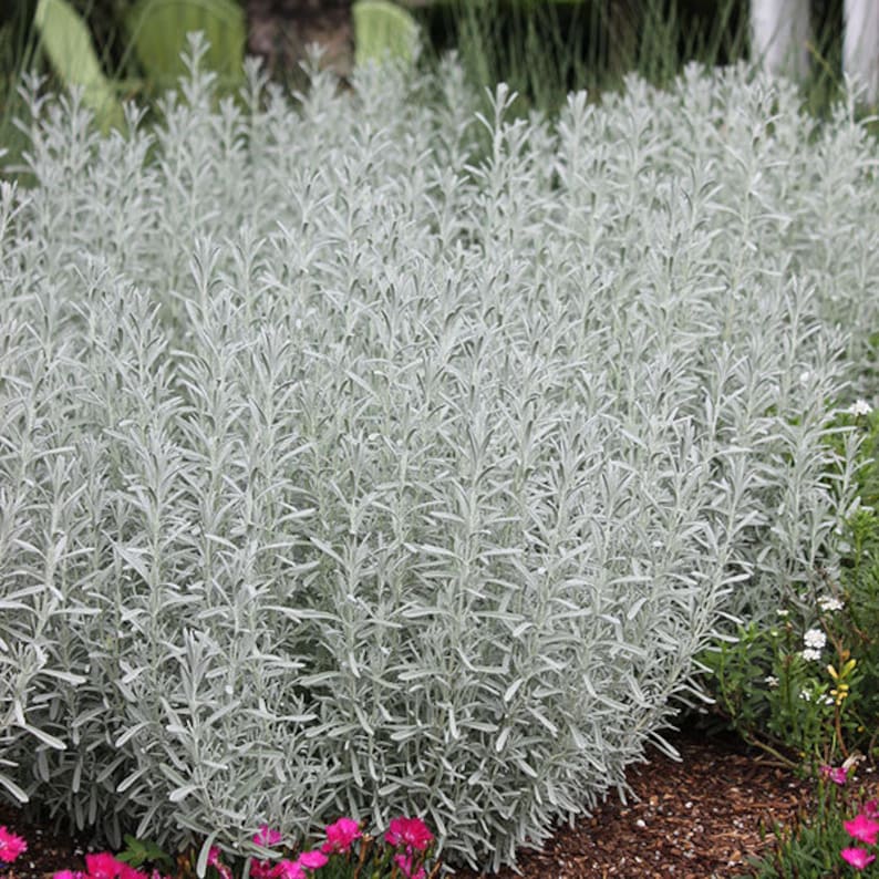 Anouk Lavender Care for Beginners: Getting Started (Complete Guide to Grow Like a Pro)