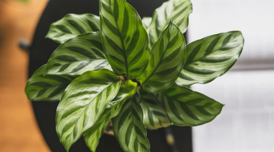 Calathea Temperature Tolerance: Avoid These Mistakes! Learn How to Keep it Alive!