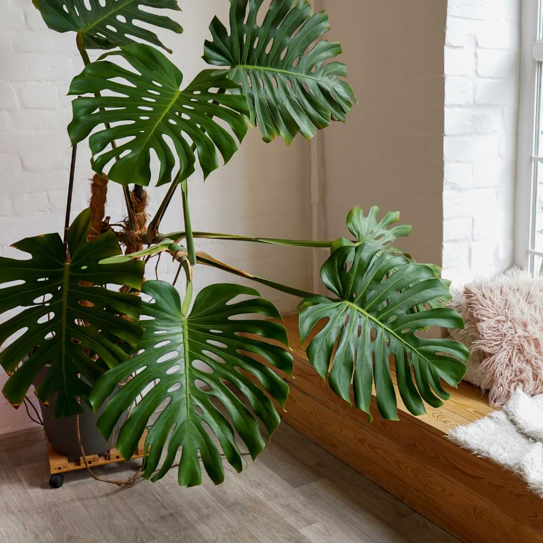 How to Choose a Monstera Plant Stand: Simple Guide for Beginners