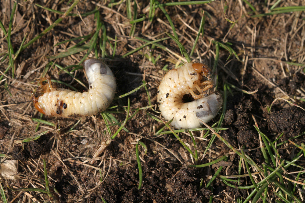Identify Pests in Soil Quickly With These Tips, Kill Them Easy