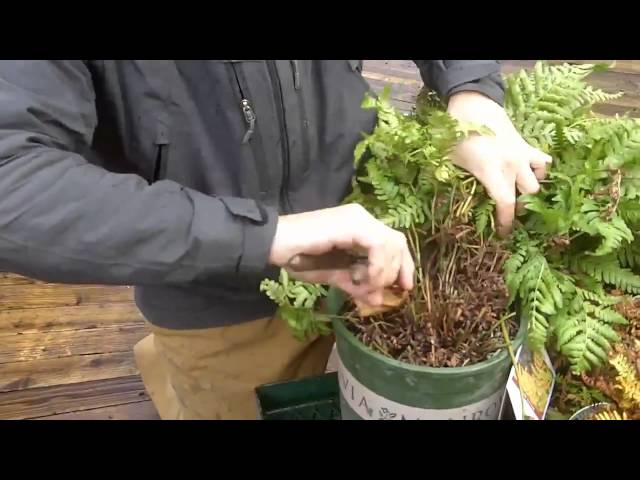 Pruning Boston Ferns for Winter: Easy Steps to Keep Your Fern Happy!
