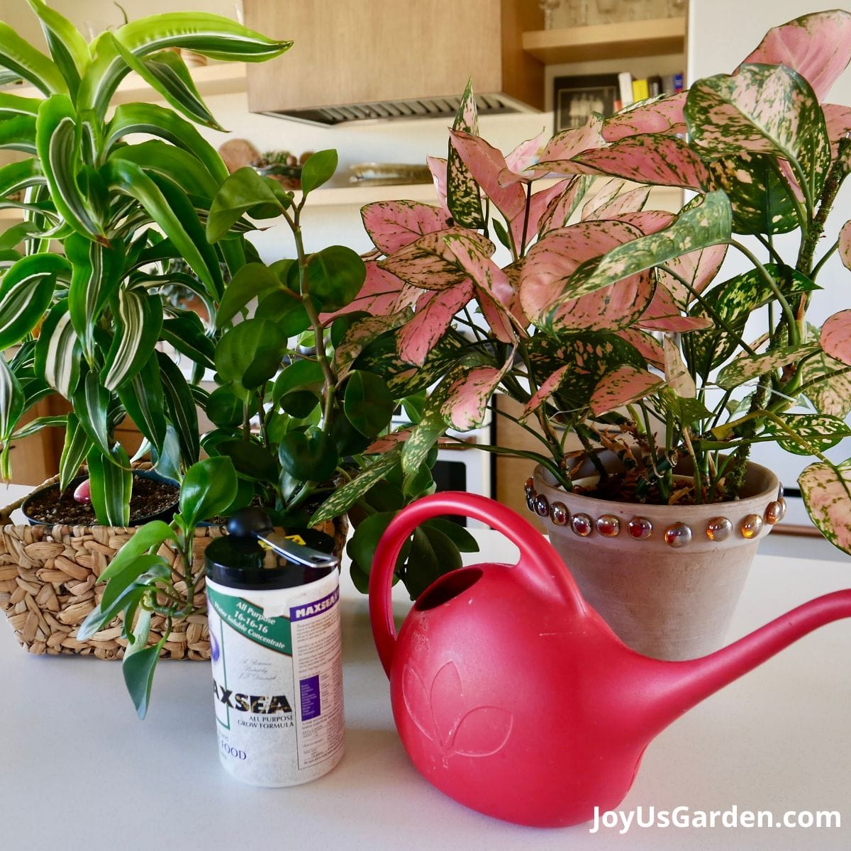 Flower Fertilizer Spray: The Best Way to Feed Your Plants (Easy Guide)