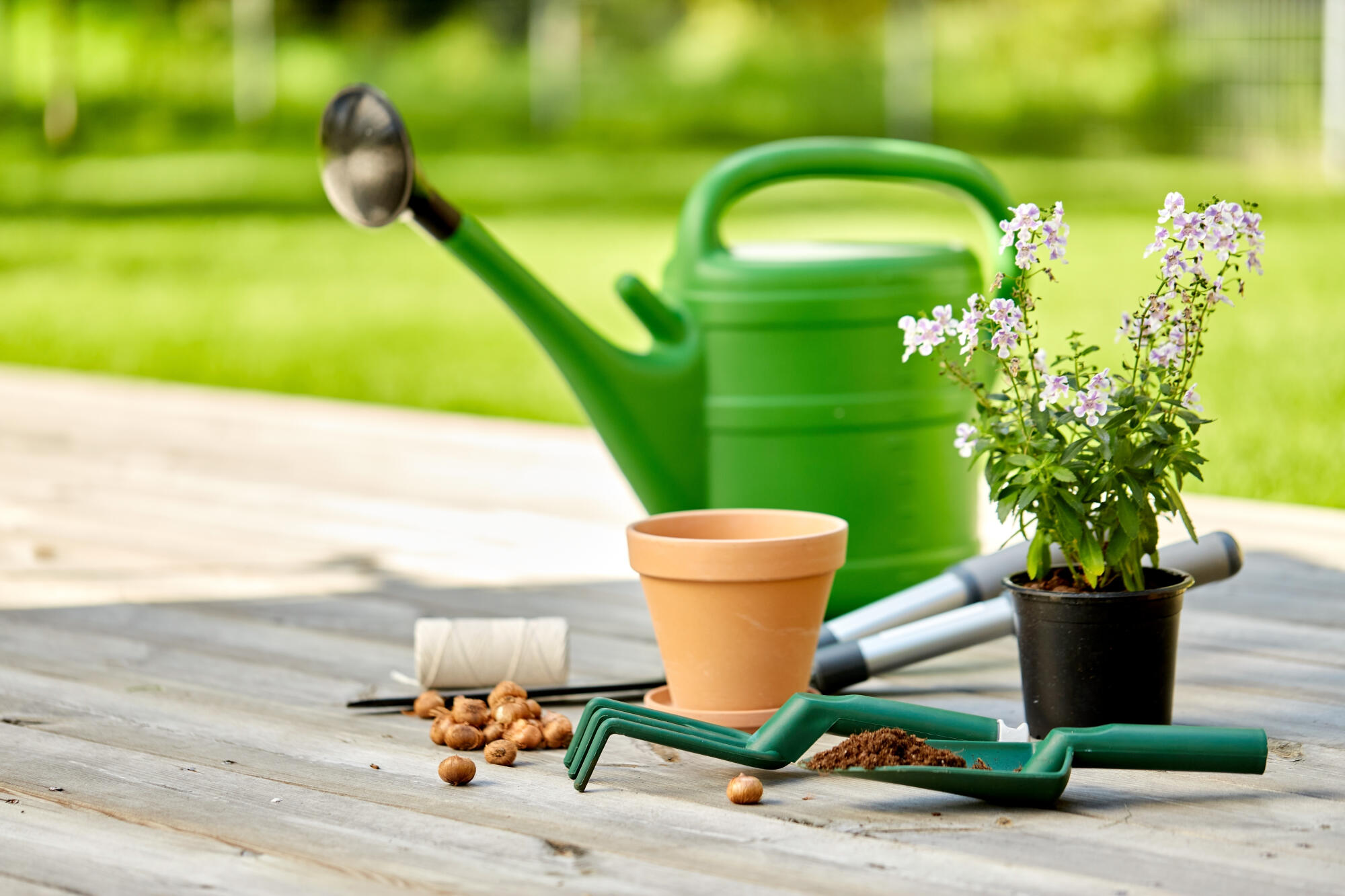 Must-Have Gardening Tools for Elderly: Discover Essential Tools for Senior Gardeners.