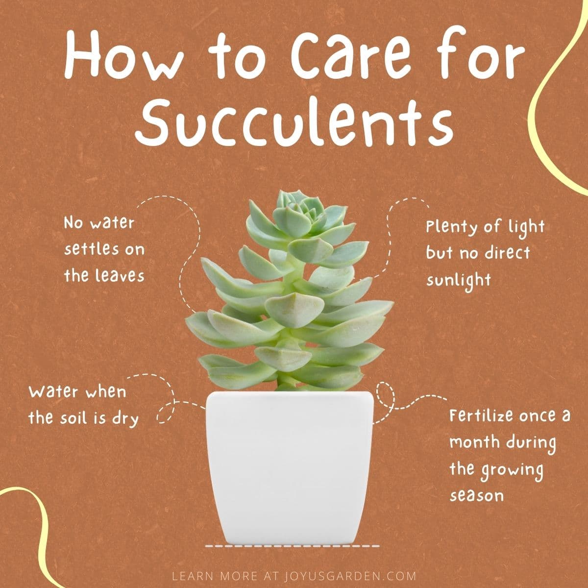 do you water succulents after repotting? Learn the best way here!