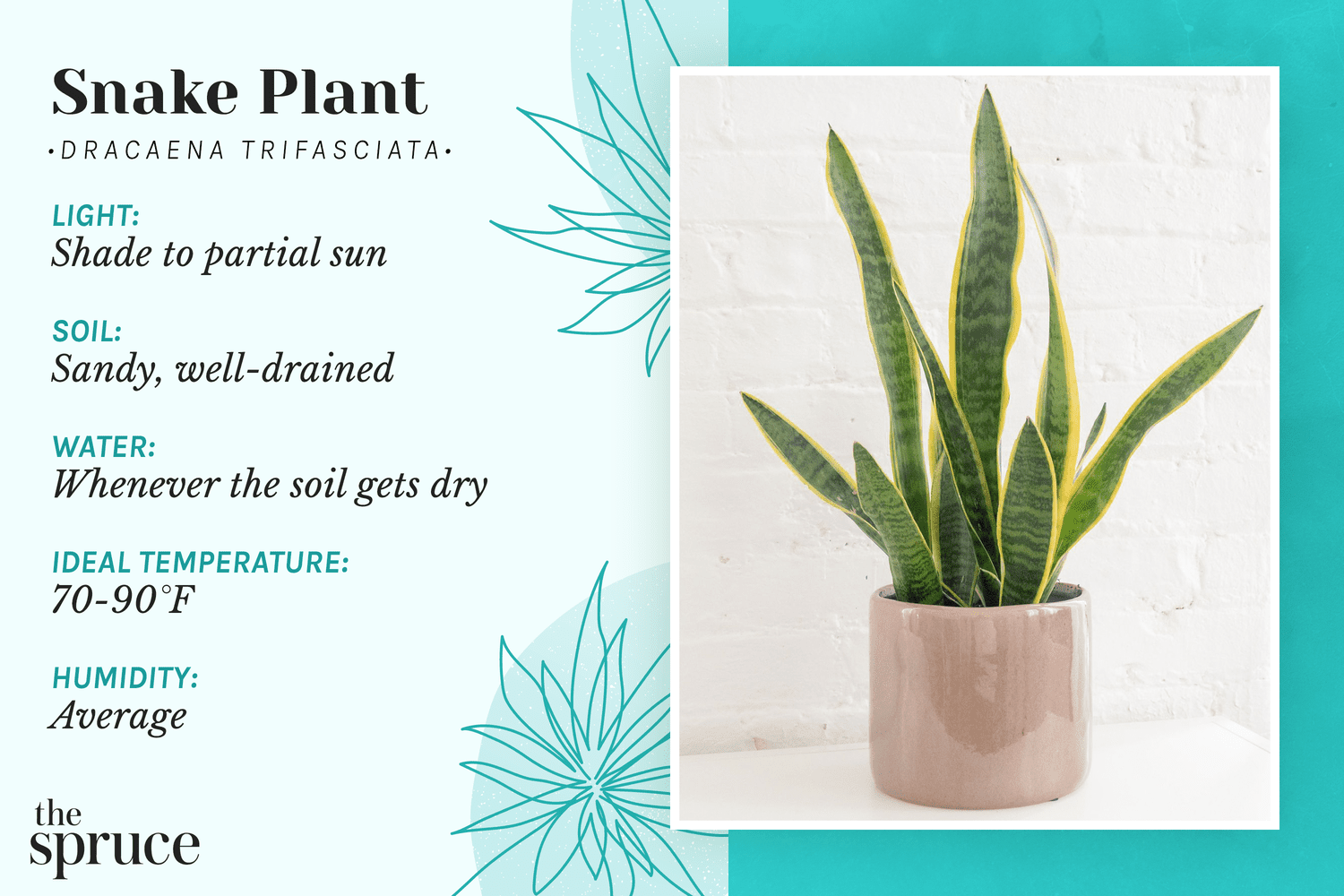 Snake Plant Temperature Tolerance: How Low Can They Go?