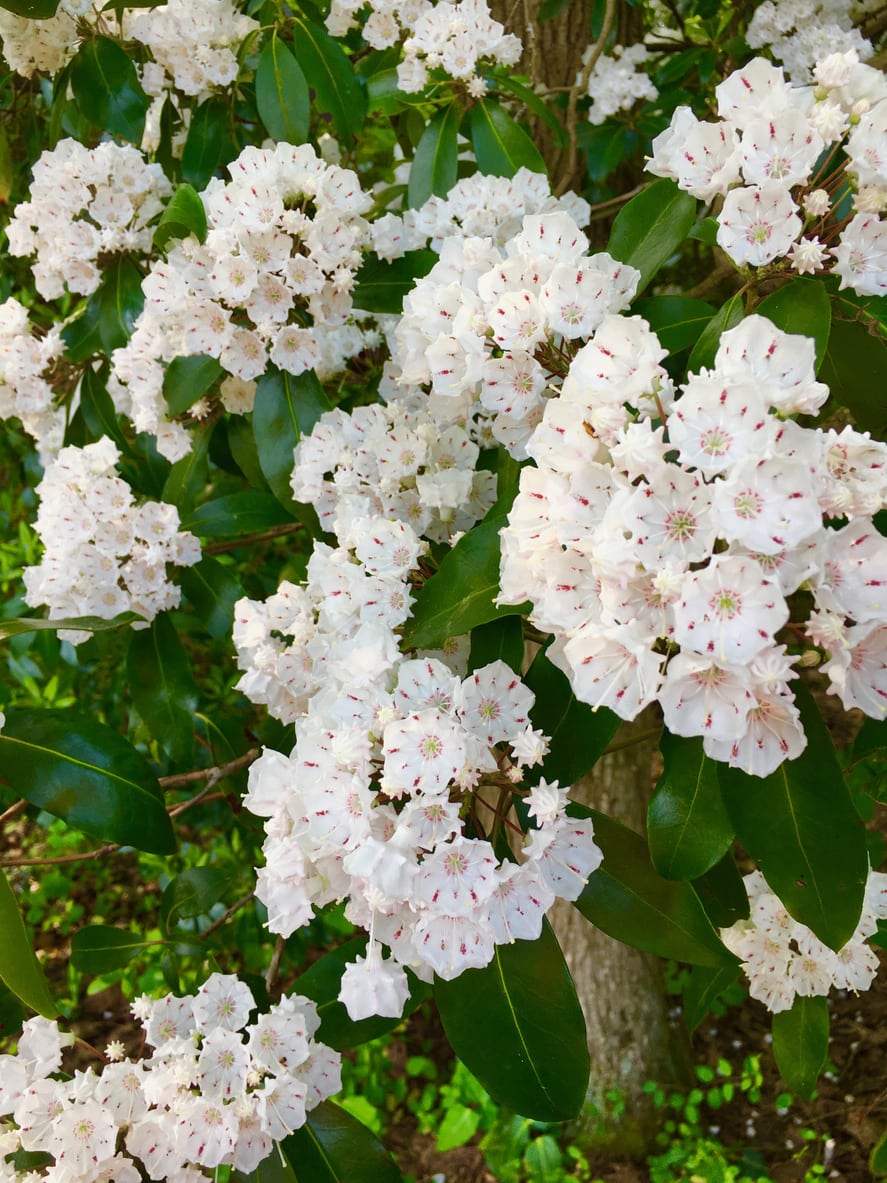 Mountain Laurel Pruning: The Dos and Donts?