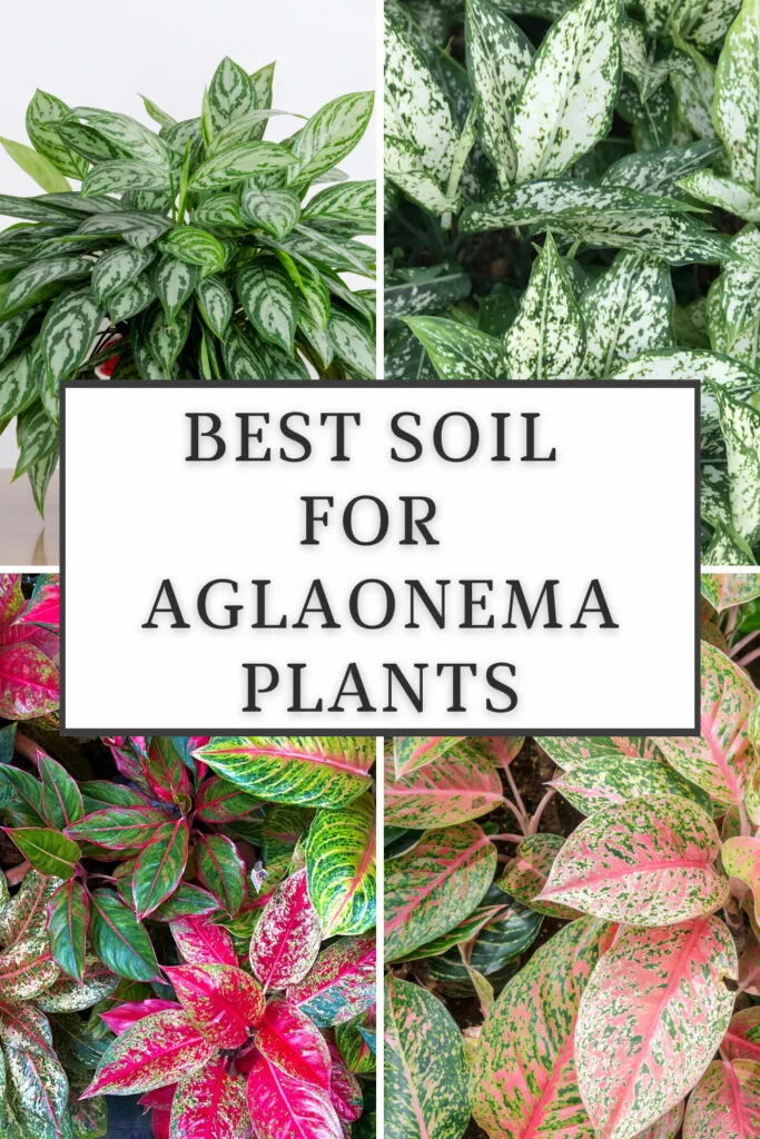 Need the Best Soil for Aglaonema? Check Out This Info