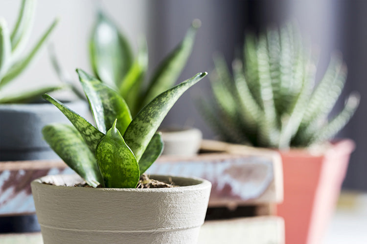 How Cold Can Snake Plants Tolerate? Protect Your Plant This Winter