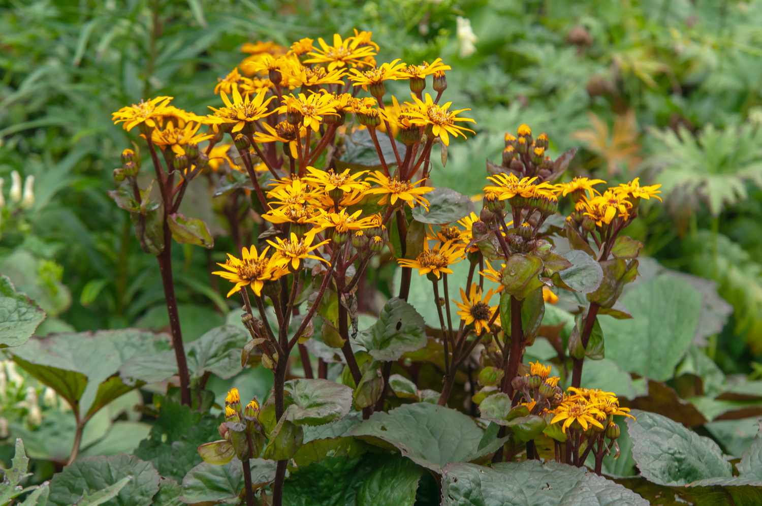 Large Leaf Plant with Yellow Flowers: Growing Tips for Beginners