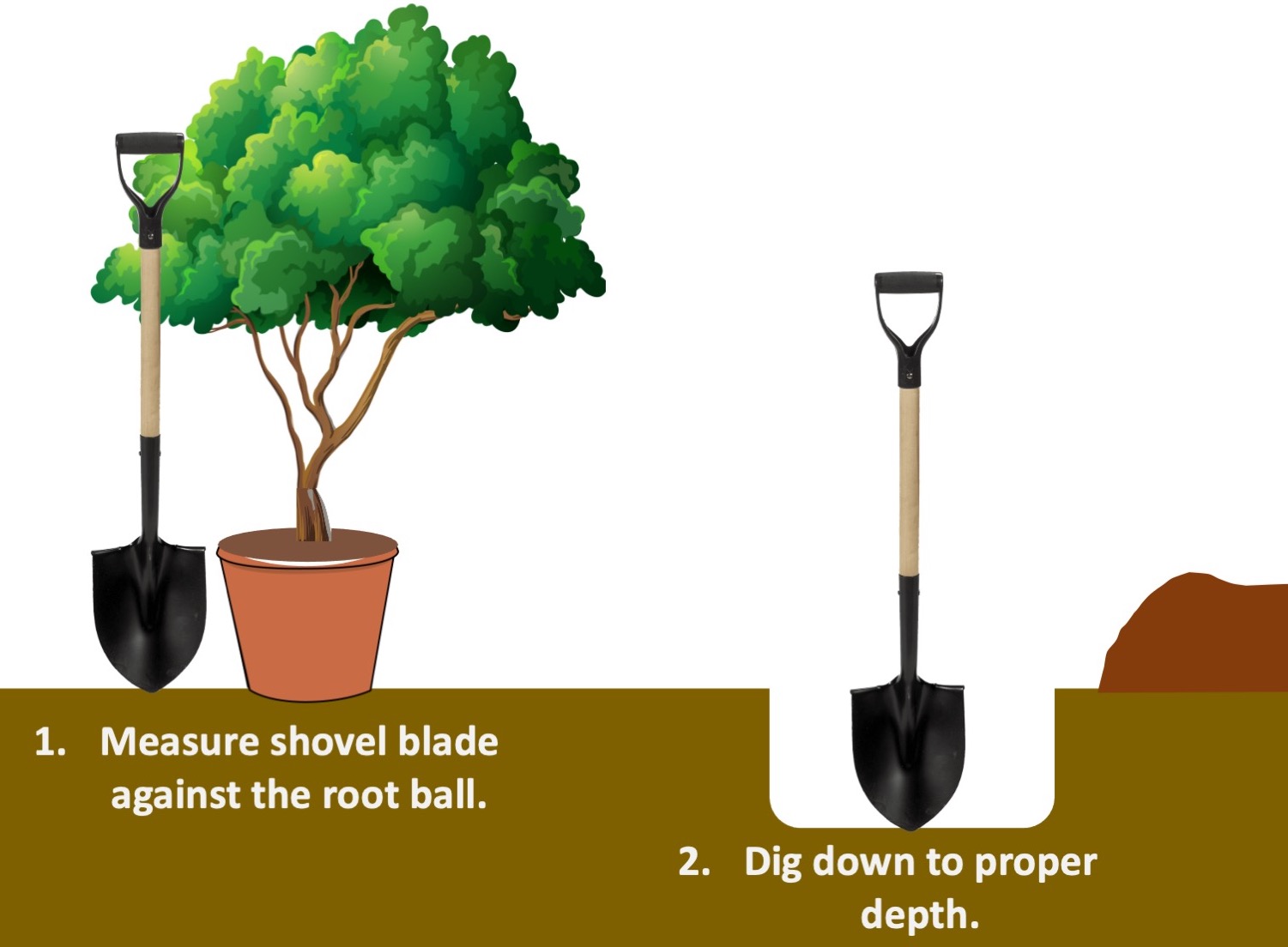 Is the Shovel Plant Right for You? Find Out Now!