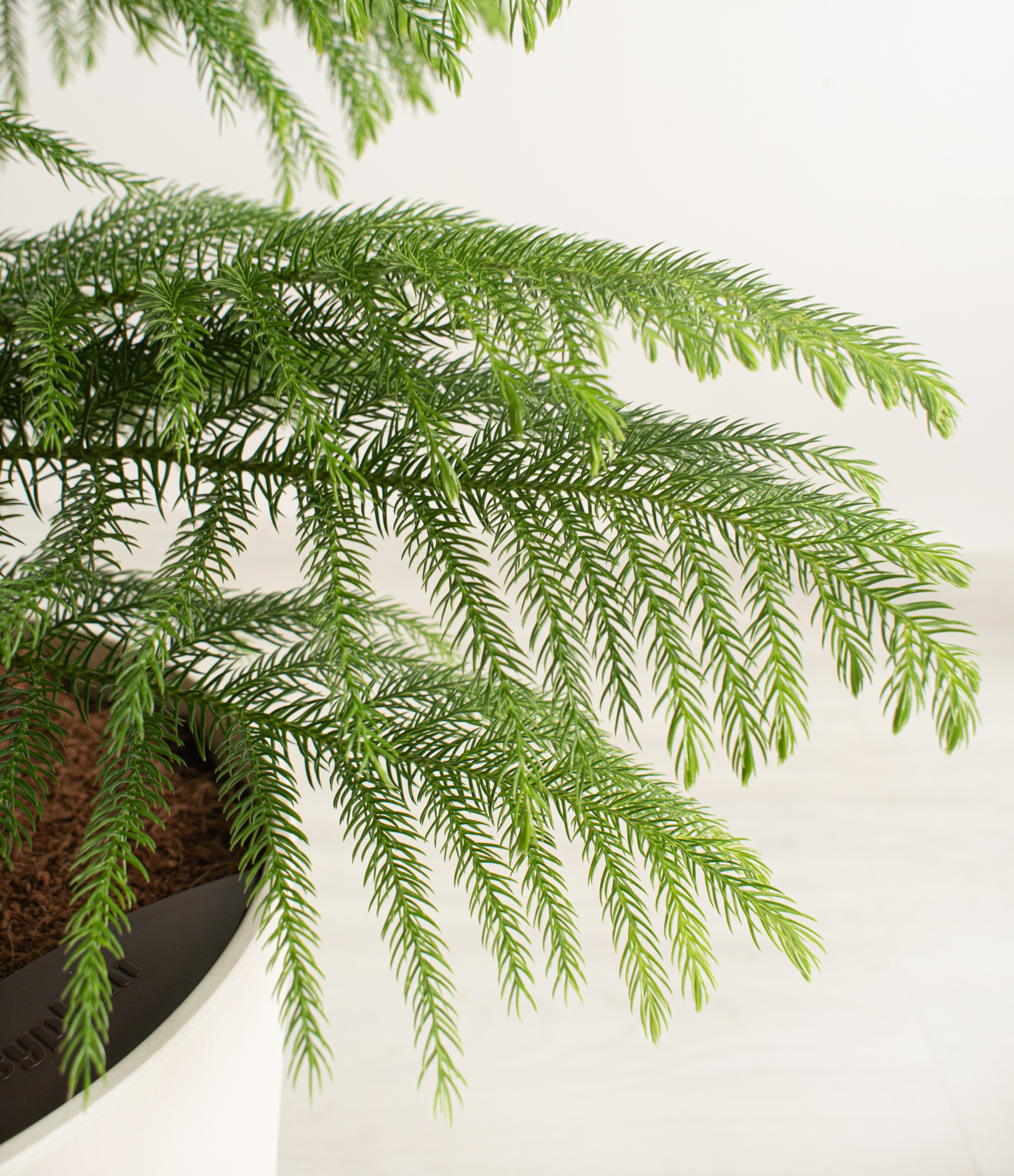 Norfolk Island Pine Temperature Tolerance: Simple Tips for Keeping It Alive!
