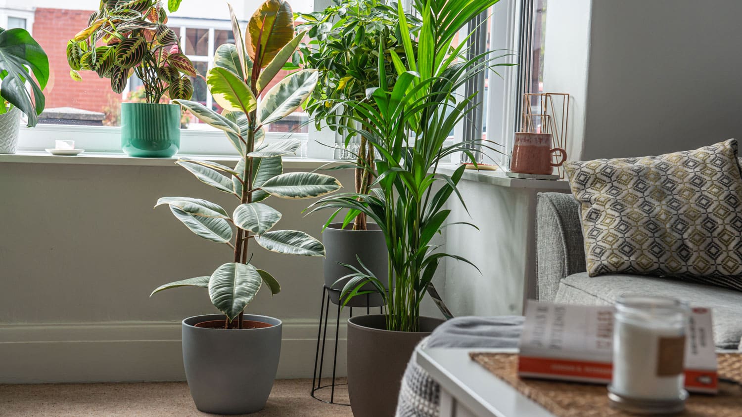 Buy Large House Plants: How to Choose the Right Big Plants for Your Home!