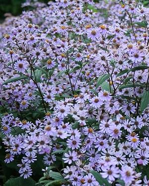 Best Aster Twilight Guide: Tips, Tricks and Strategies