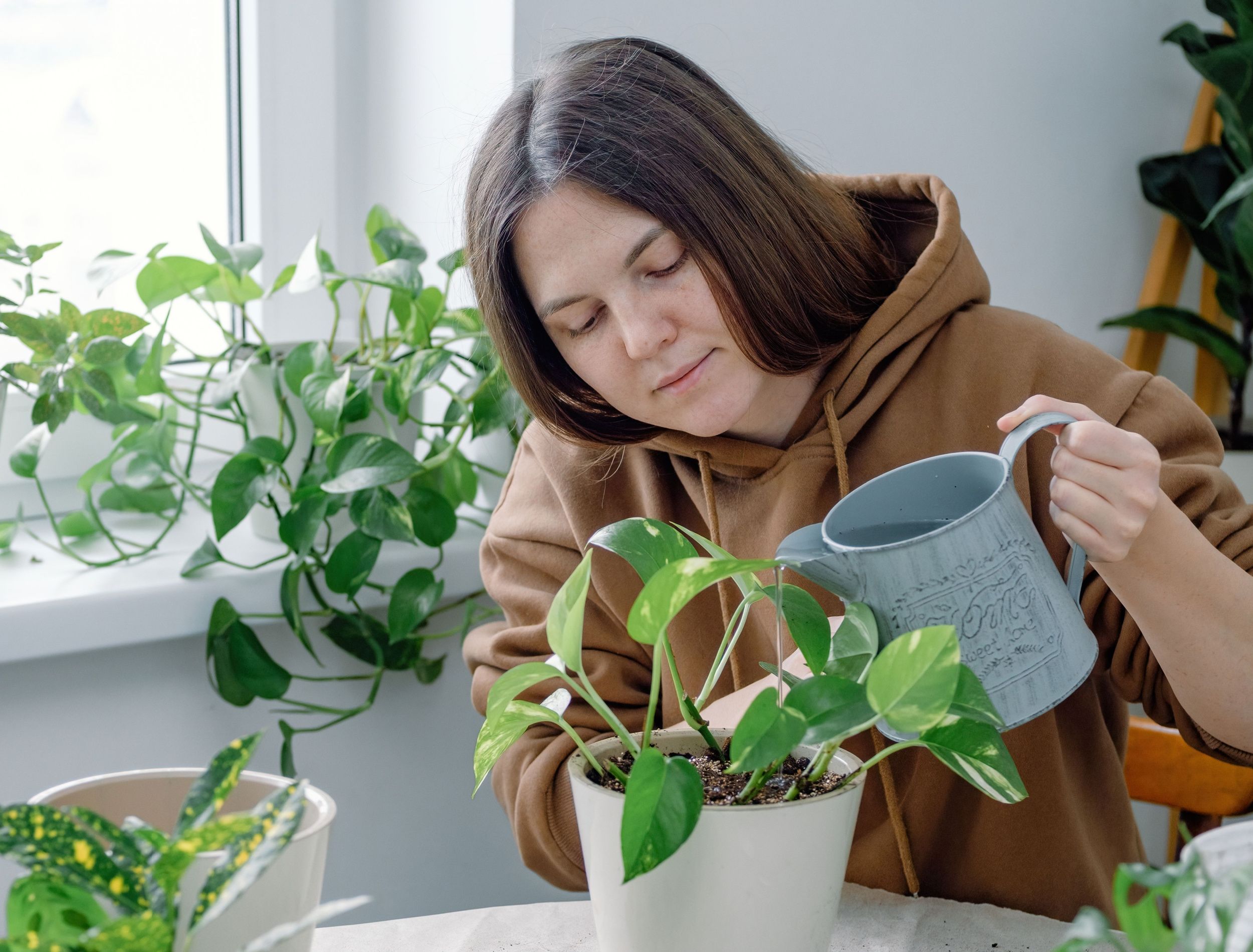 Fertilizing Pothos Plant: Easy Tips for a Happy Houseplant!