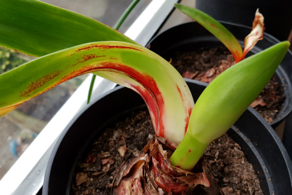 Amaryllis Diseases Pictures: Your Plant Might Be Sick, Check This Out!