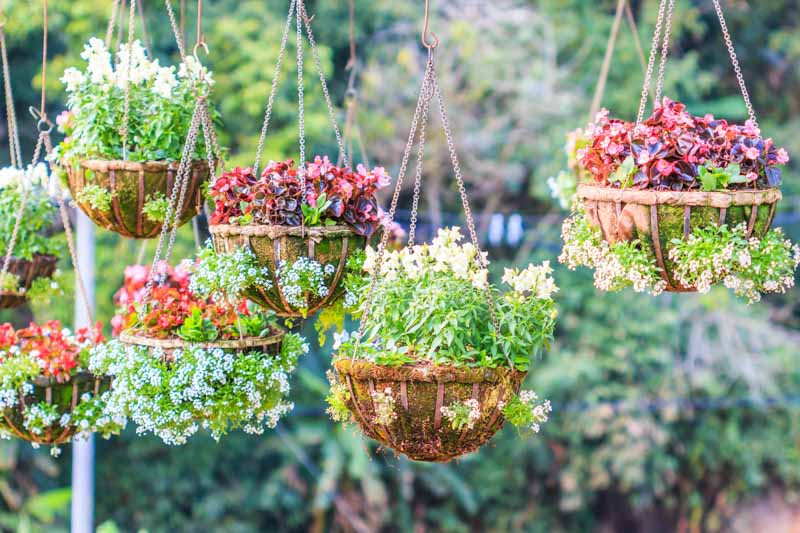 What Are the Best Flowers for Hanging Baskets? Find Your Perfect Match!