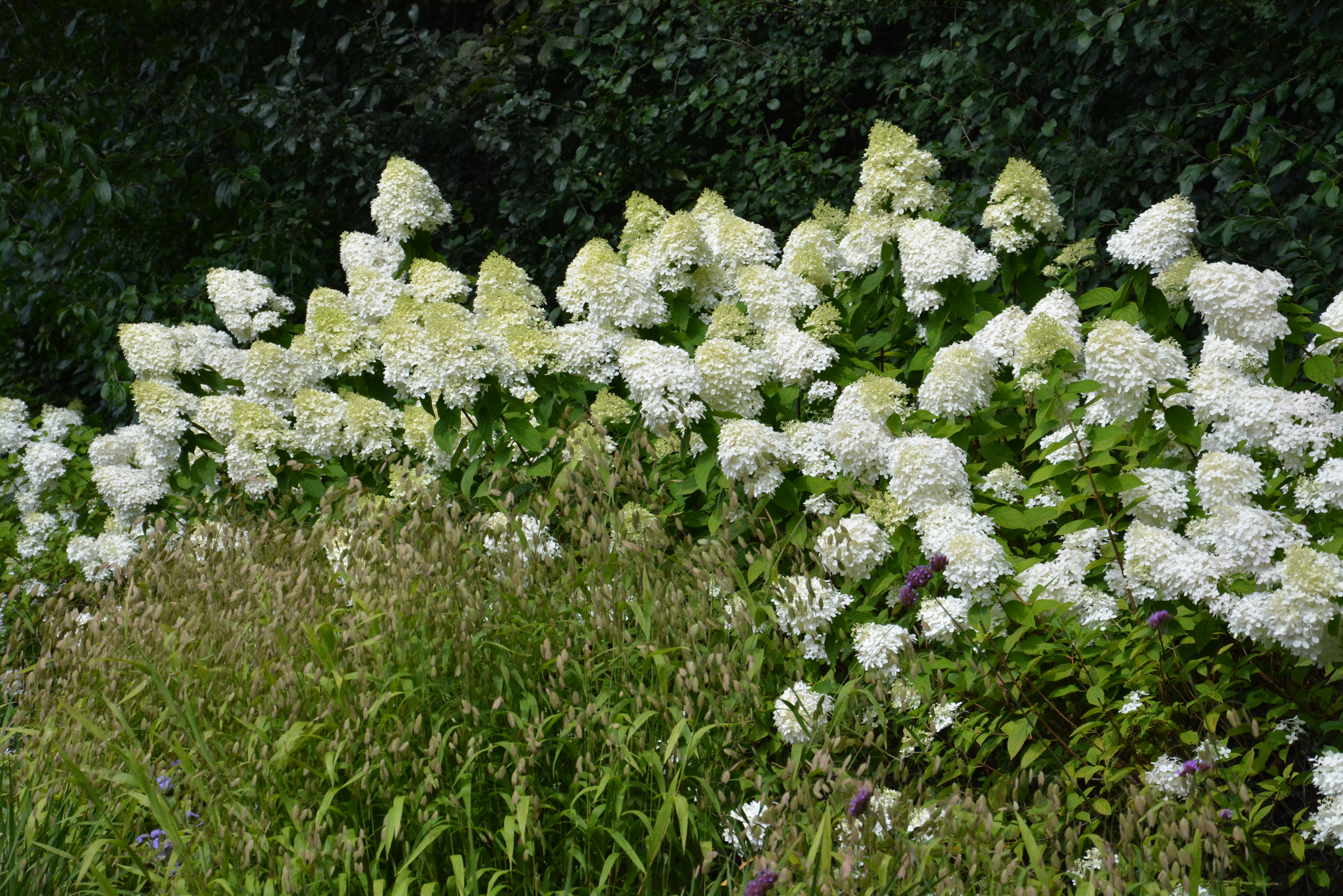 Rispenhortensie Limelight Height: Everything You Need to Know About Growing This Plant!