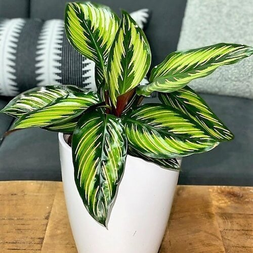 Need Greenery? Discover the Best Medium Sized Indoor Plants!