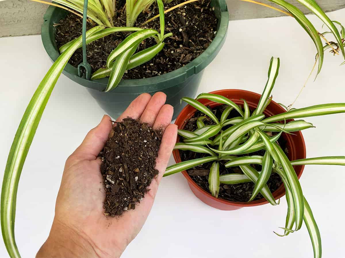 Perfect Soil for Spider Plant Indoors Top Picks to Buy Now