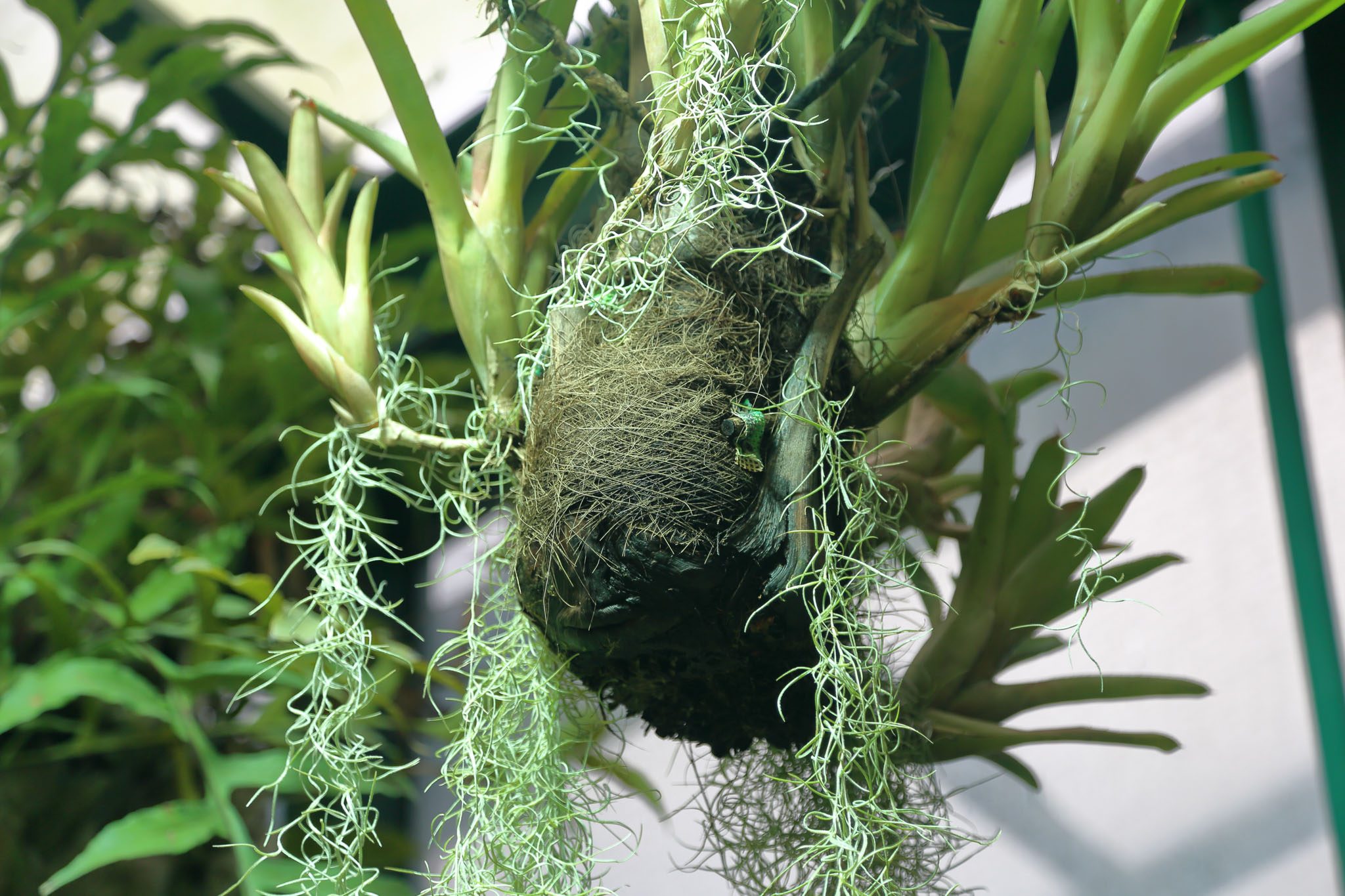 How to Care for Spanish Moss: Your Easy Guide to Keep it Green and Great!
