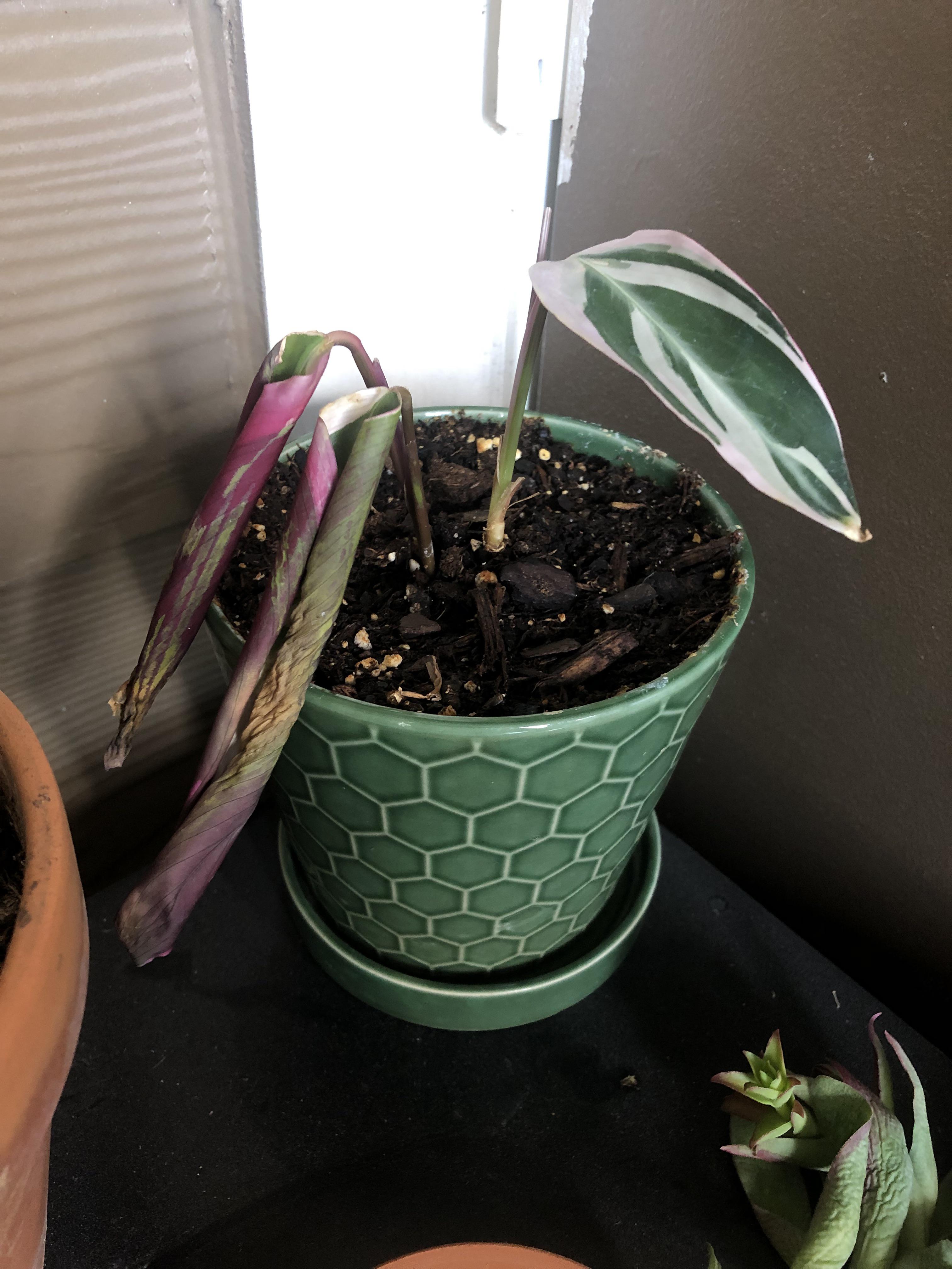 Help! My Stromanthe Triostar Soil is Bad. How to Choose the Right Potting Mix