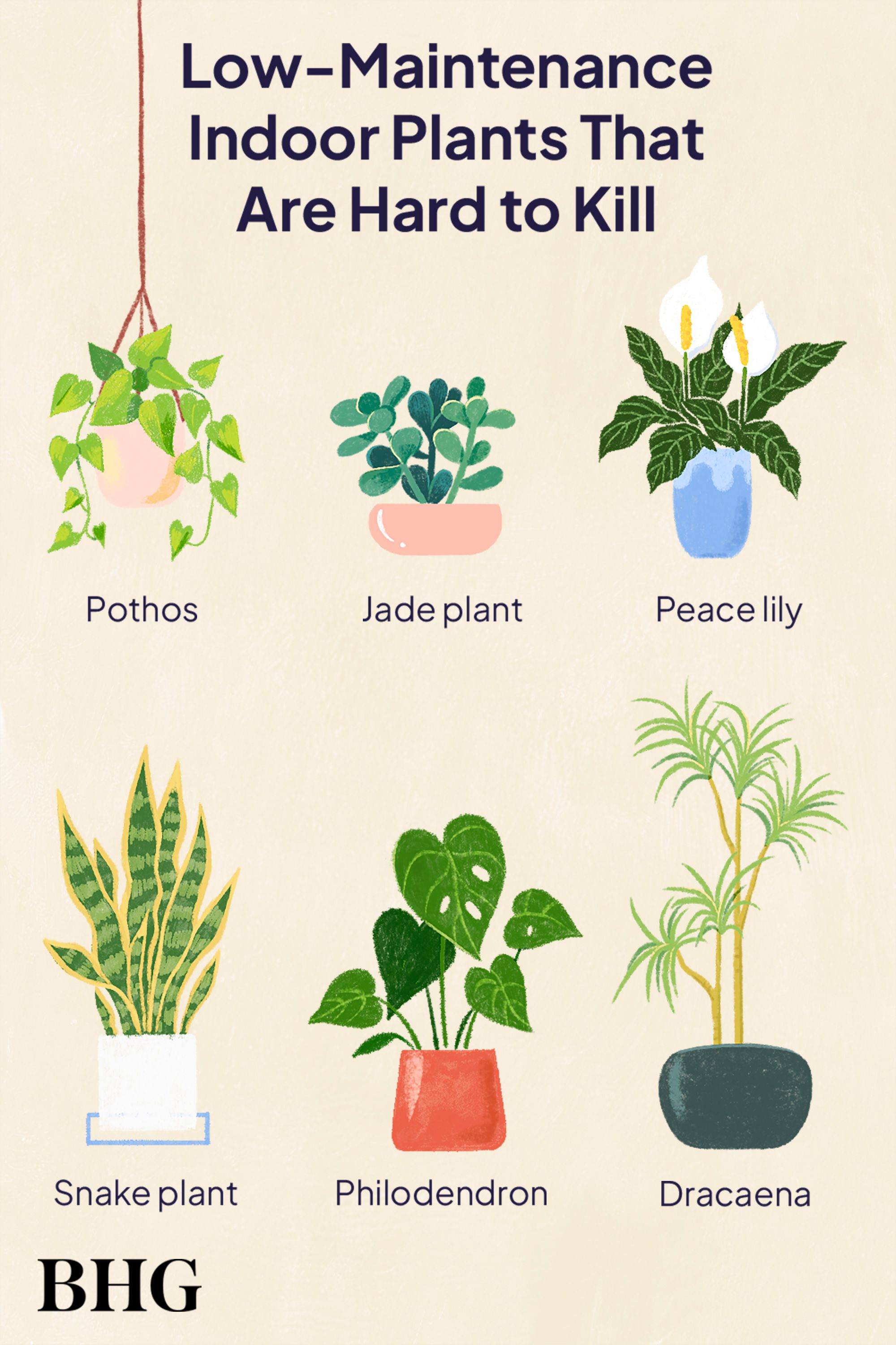 Cool plants small pots that are low maintenance tips