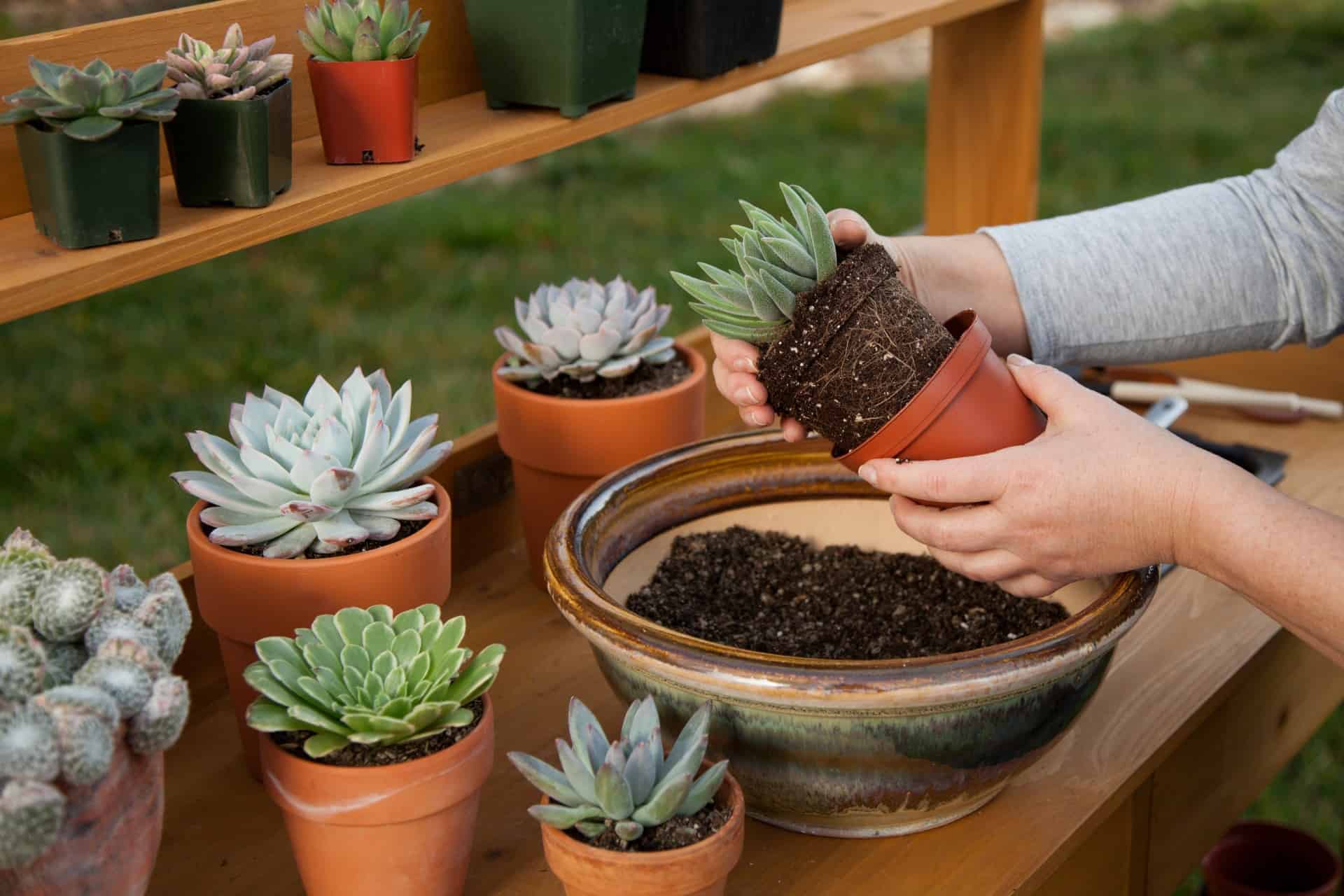 Help! Watering Succulents After Repotting? Follow This Guide and Keep Your Plants Happy!