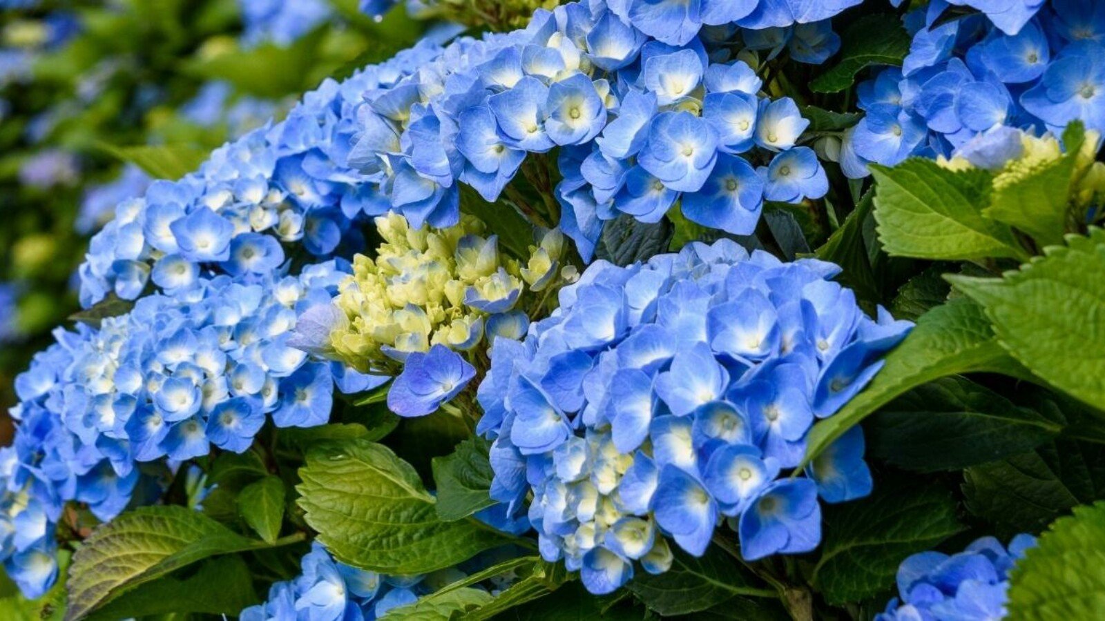 Can You Use Coffee Grounds on Hydrangeas? The Truth About Fertilizing Hydrangeas with Coffee Grounds
