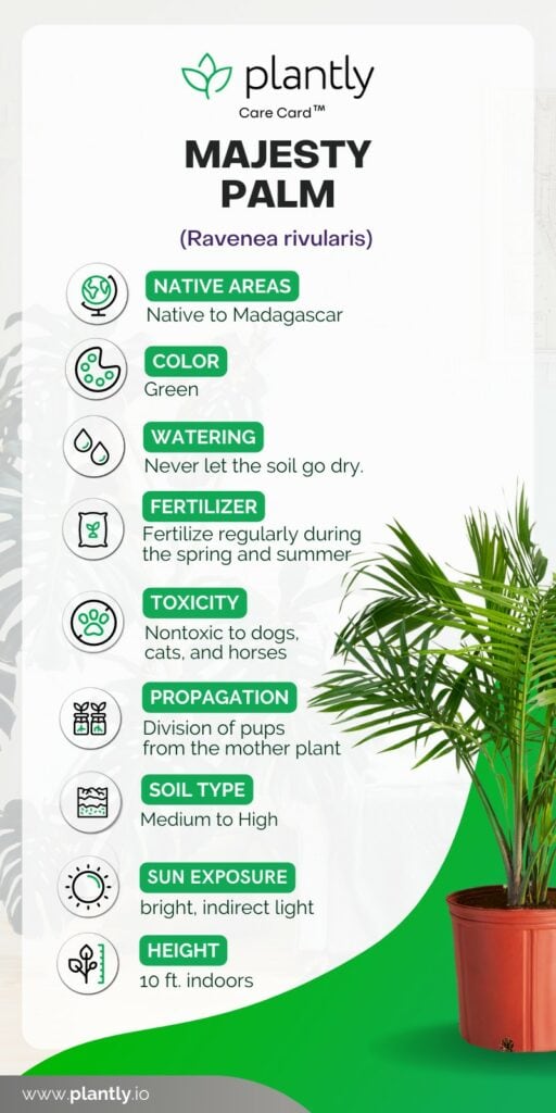 Understanding Majesty Palm Temperature Tolerance: Easy Guide