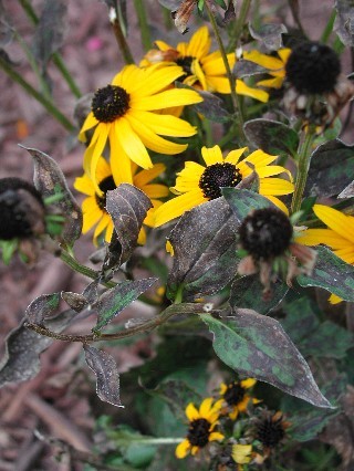 Uh Oh! Black-Eyed Susan Pests Diseases? Dont Worry, Heres the Simple Fix You Need
