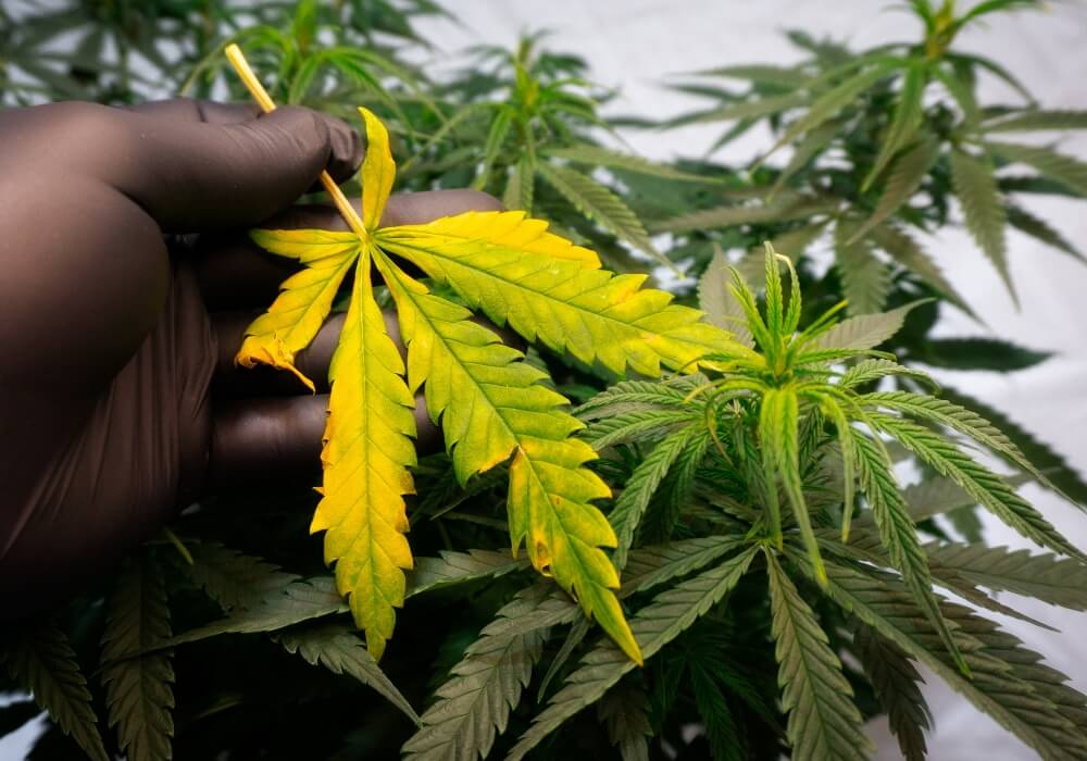 Why are my pot plants turning yellow? Easy fixes you can try today!