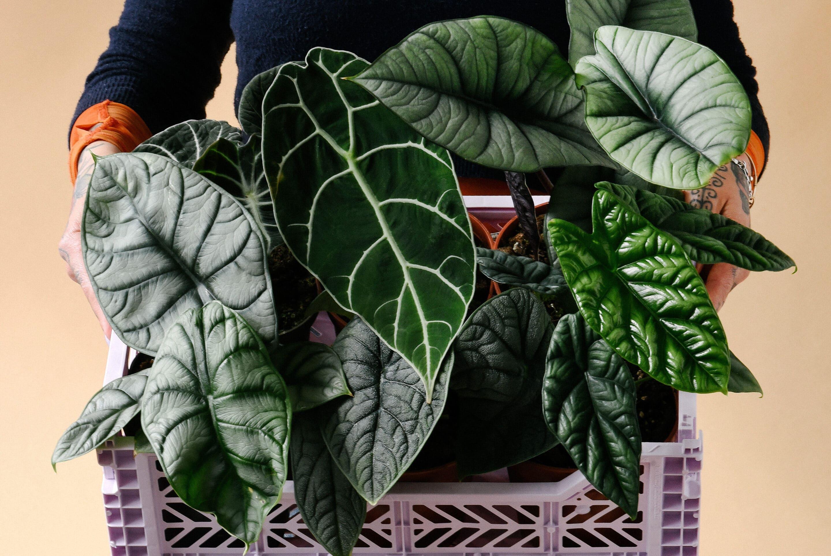 Nail Your Alocasia Lighting: Bright, Indirect Light is the Key to Success
