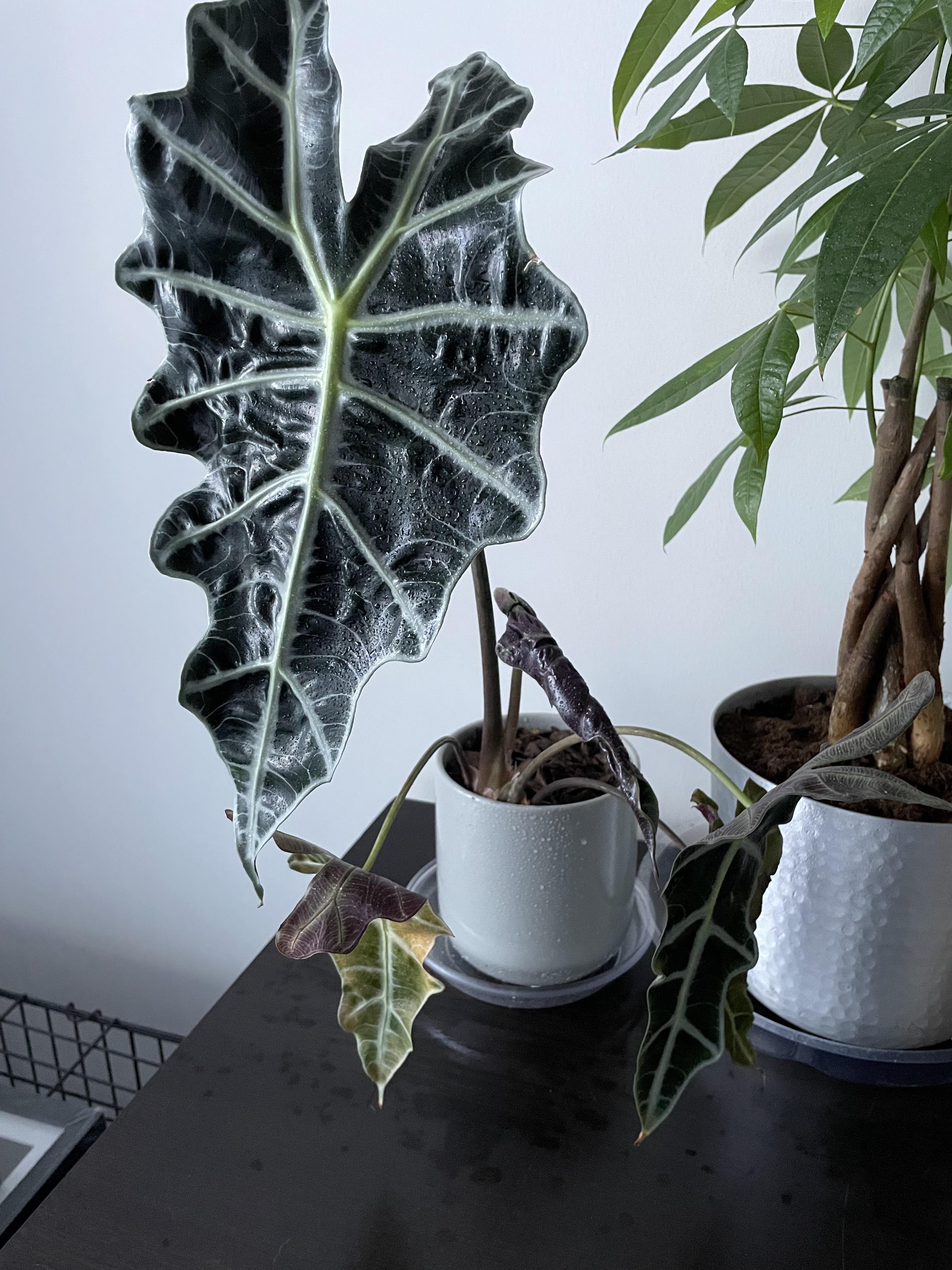 Alocasia Watering: How Often Should You Water Your Plant?