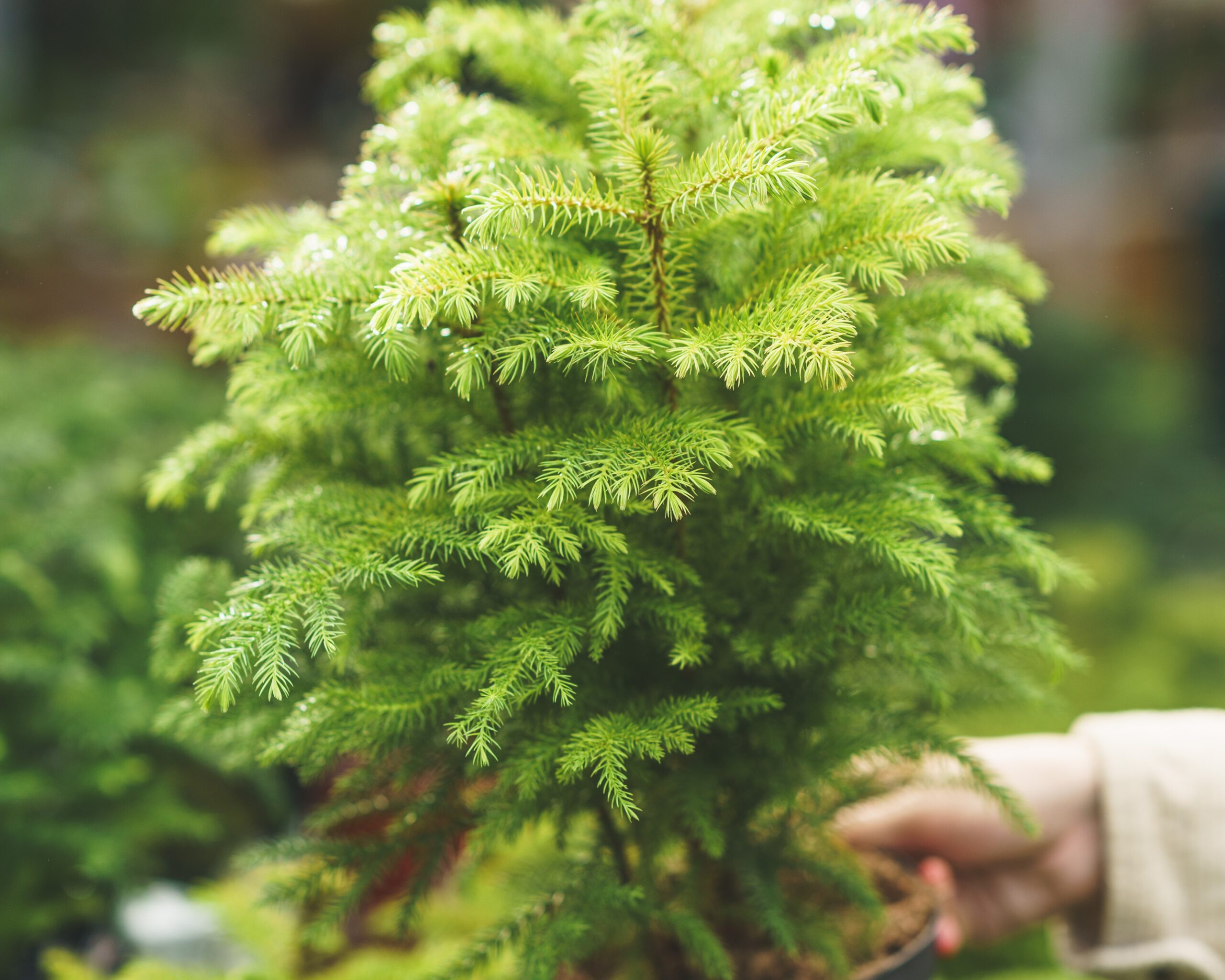 Unsure how much light does a norfolk pine need? Lets talk about it!