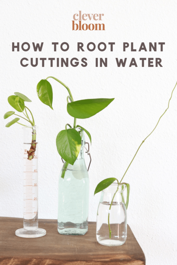 How to Move Cuttings from Water to Soil: Easy Step-by-Step Guide for Beginners