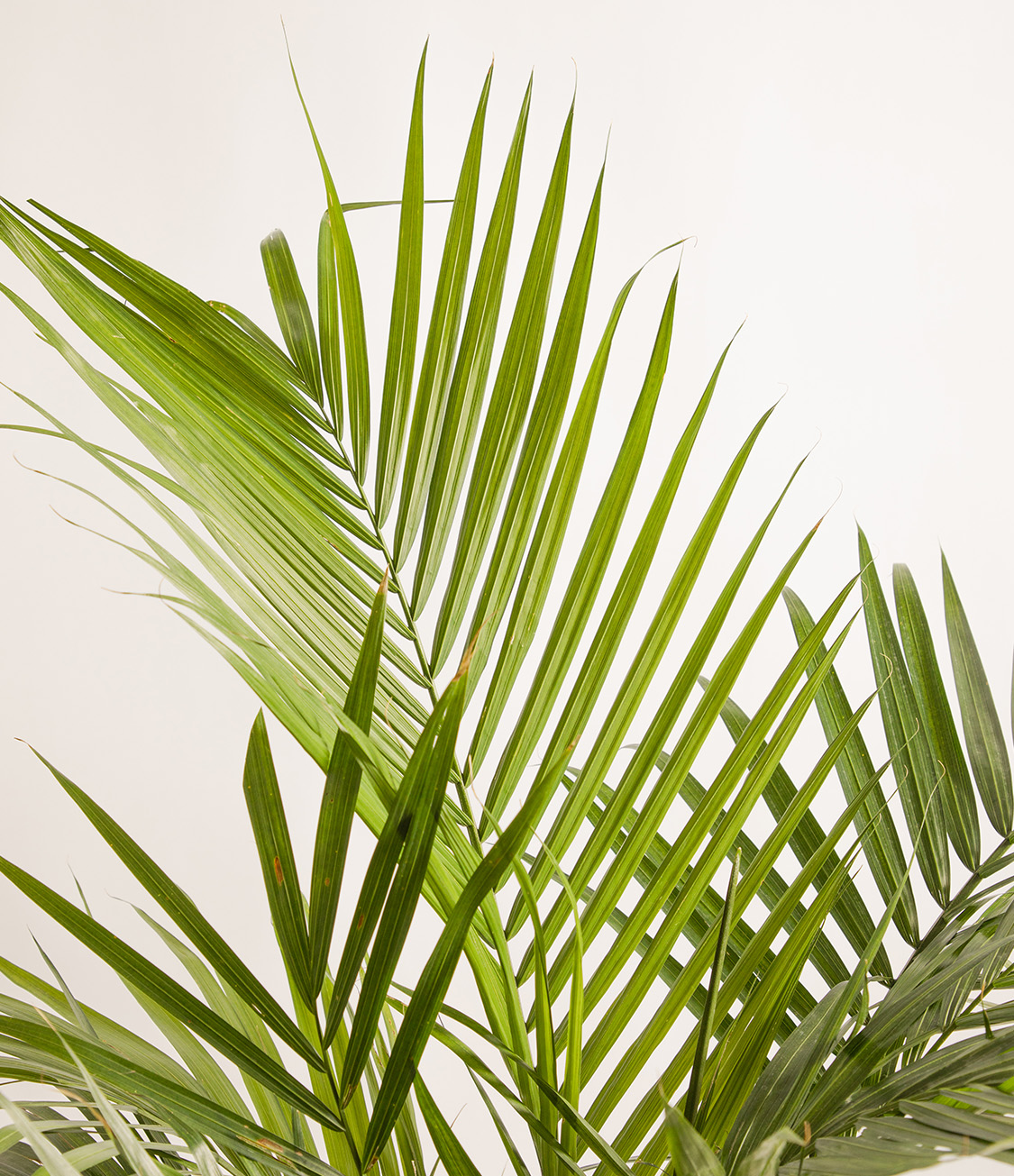 Majesty Palm Diseases Pictures: Simple Tips to Keep Your Plant Healthy