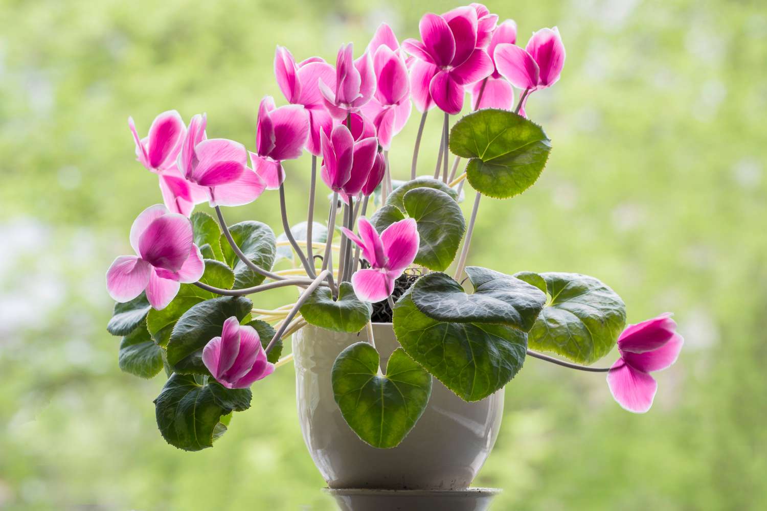 Best Indoor Flowers for Fall: Get These Low-Maintenance Beauties!