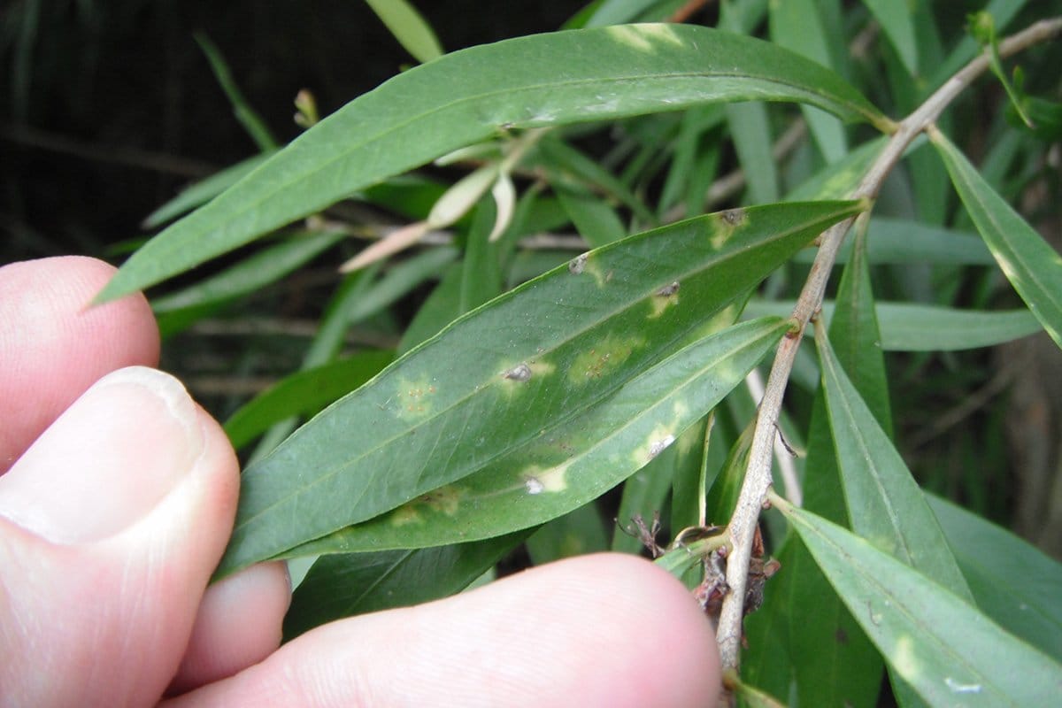 Bamboo Diseases Photos: Recognize the Signs, Save Your Plants!