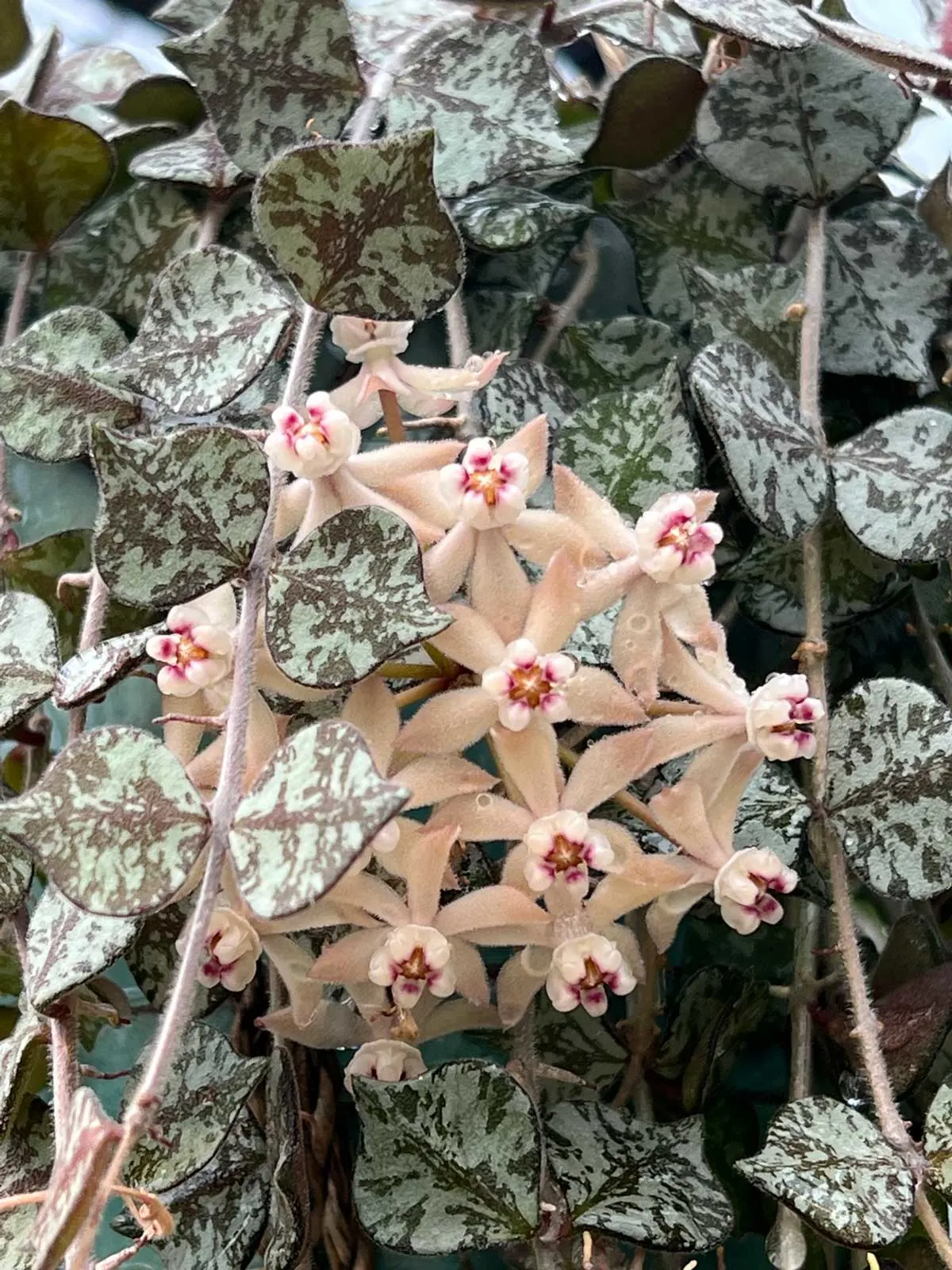 Hoya Curtisii Flowers: Where to Buy and How to Care! Easy Guide Here.